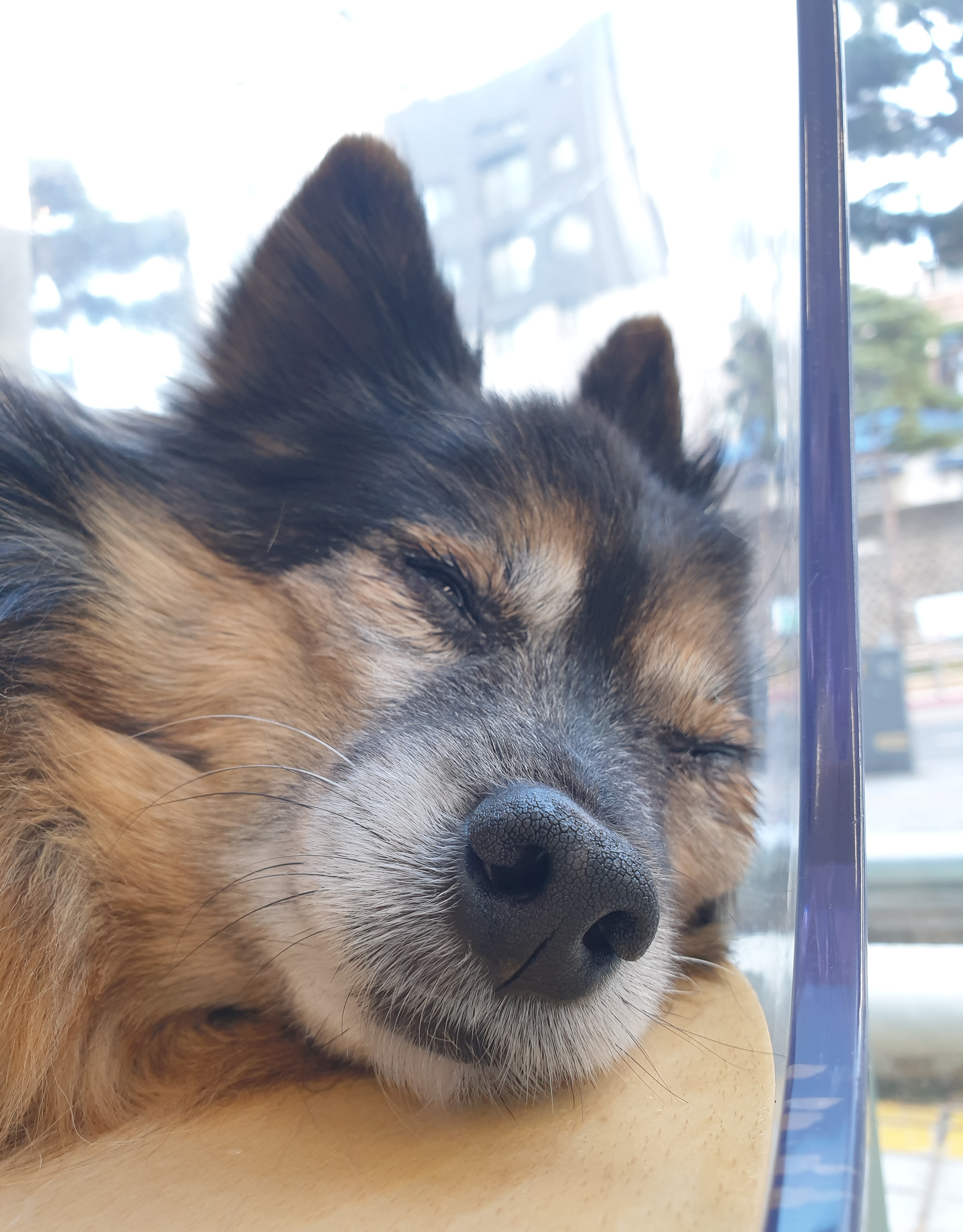 베를린 소식 올려요 (곧 15살)