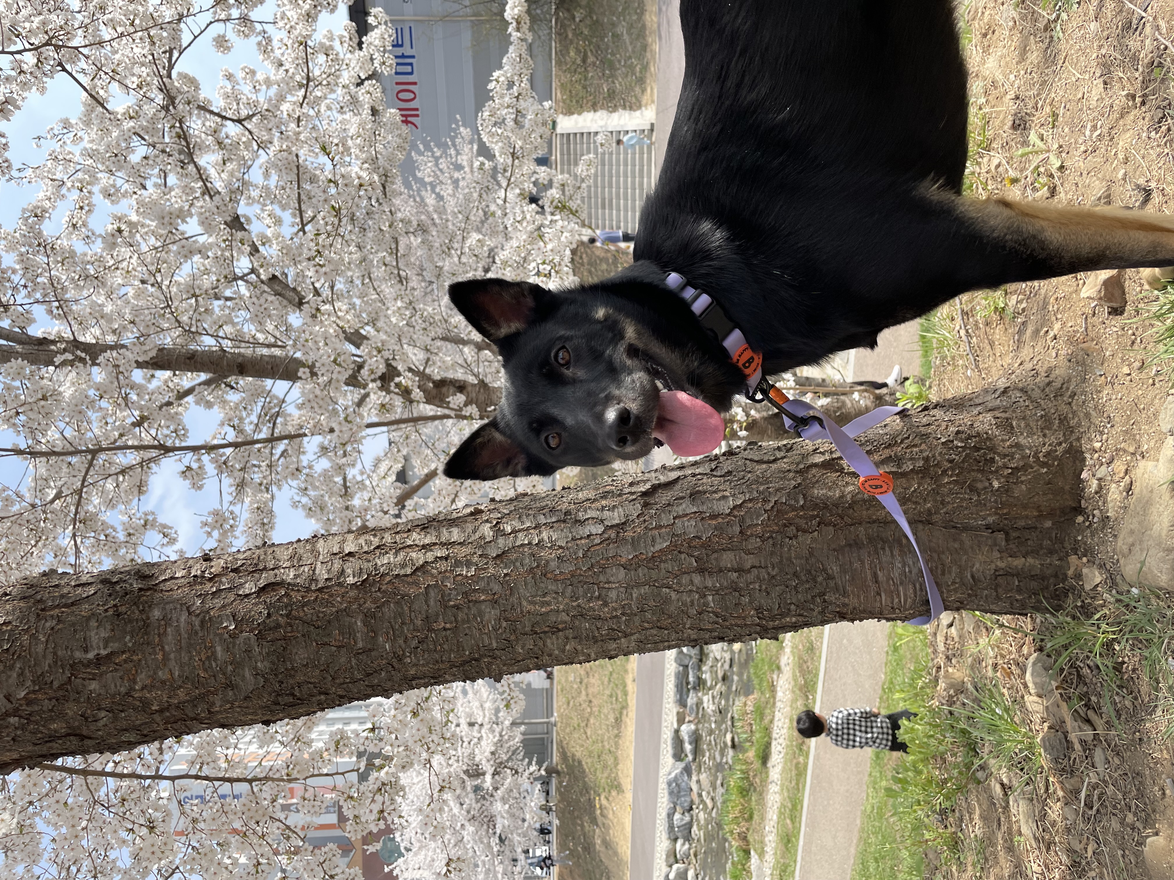 고미가 된 곰곰 2주년