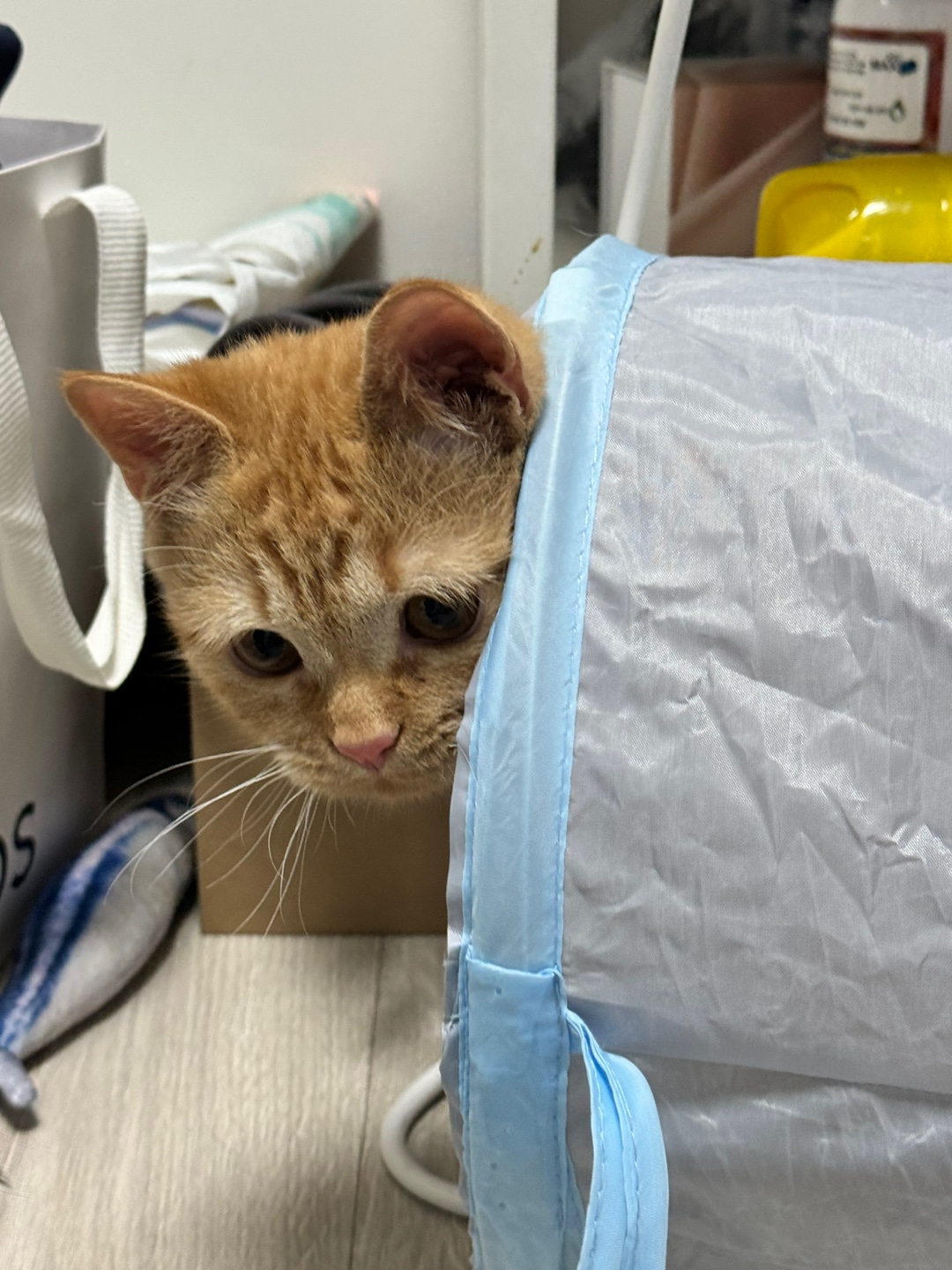 에몽이의 일주일 후기