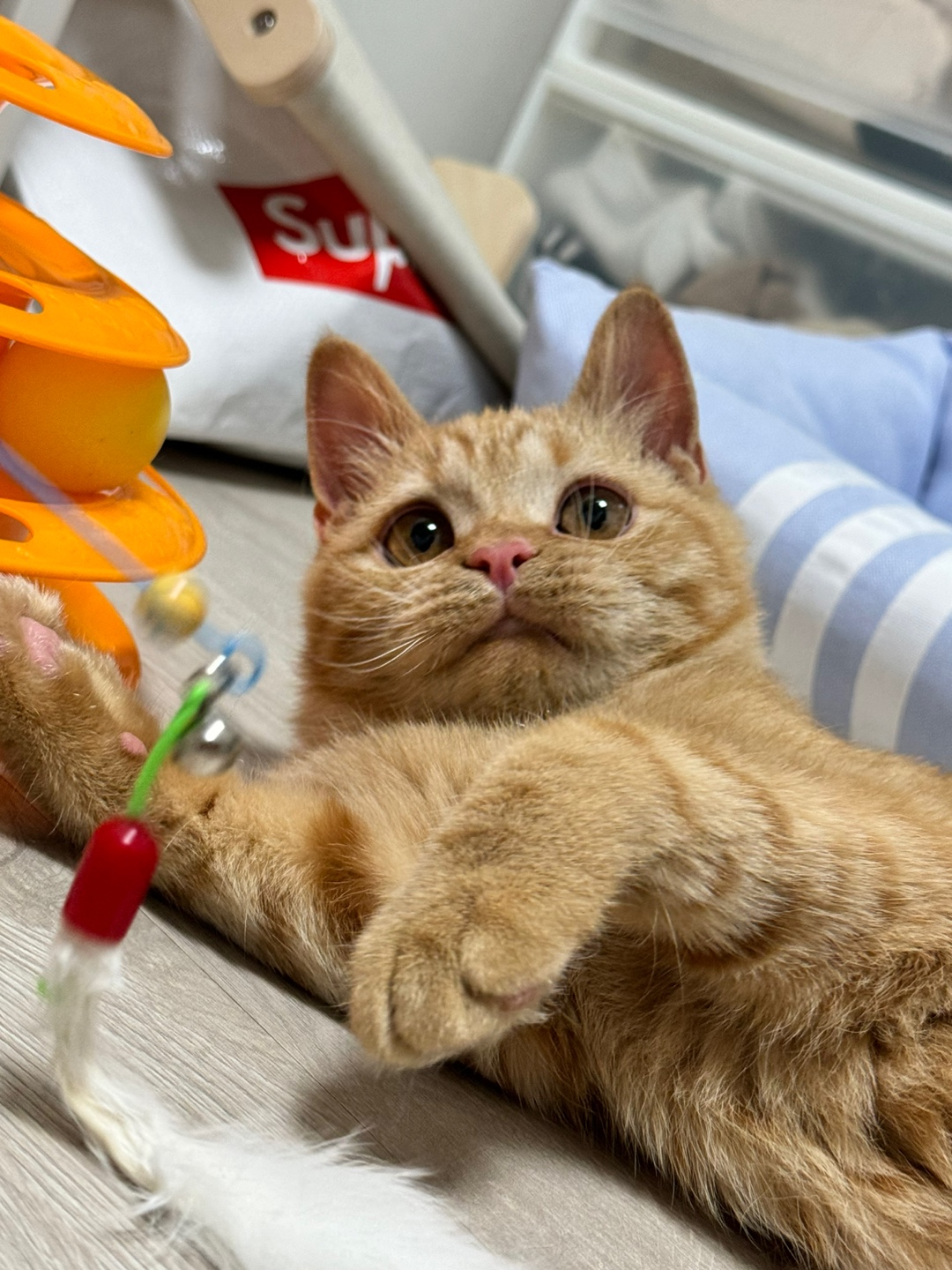 에몽이의 일주일 후기