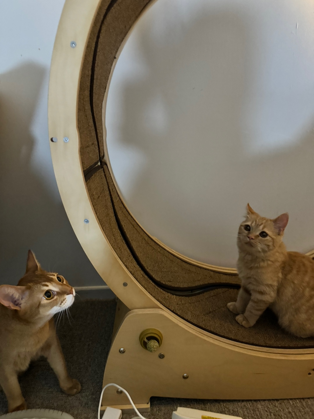 에몽이의 일주일 후기