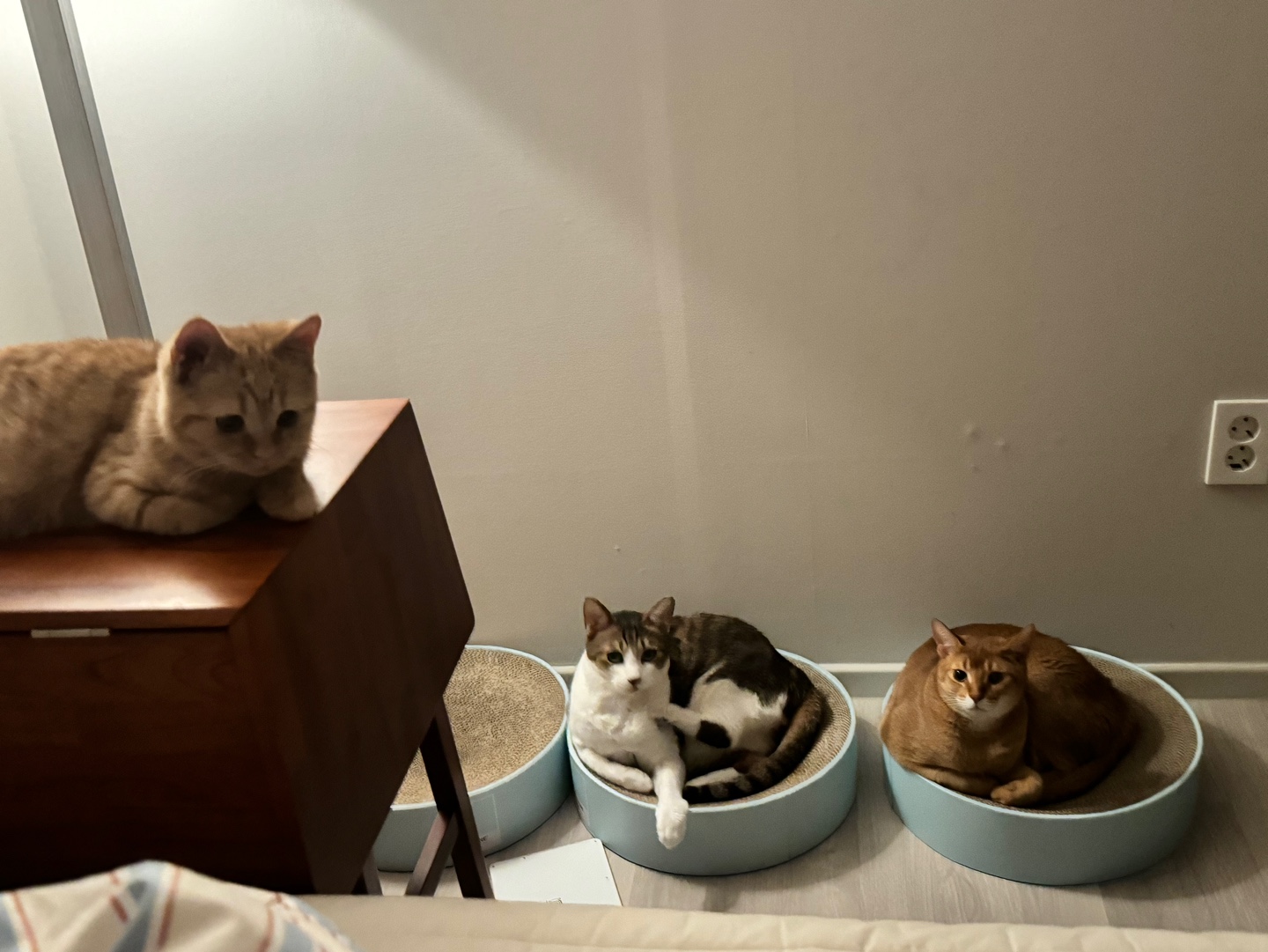 에몽이의 일주일 후기