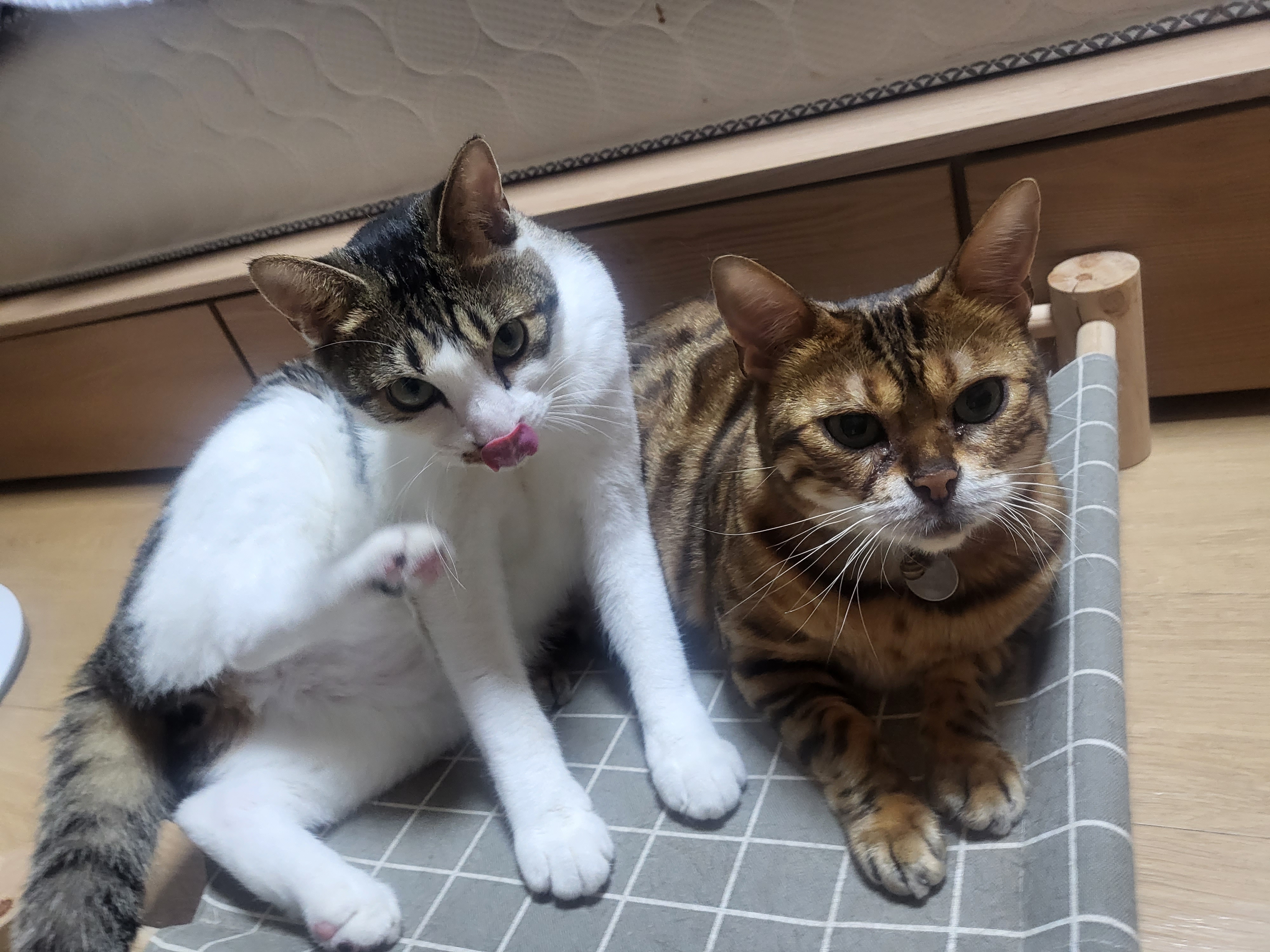 탄이(해성이)와 1년