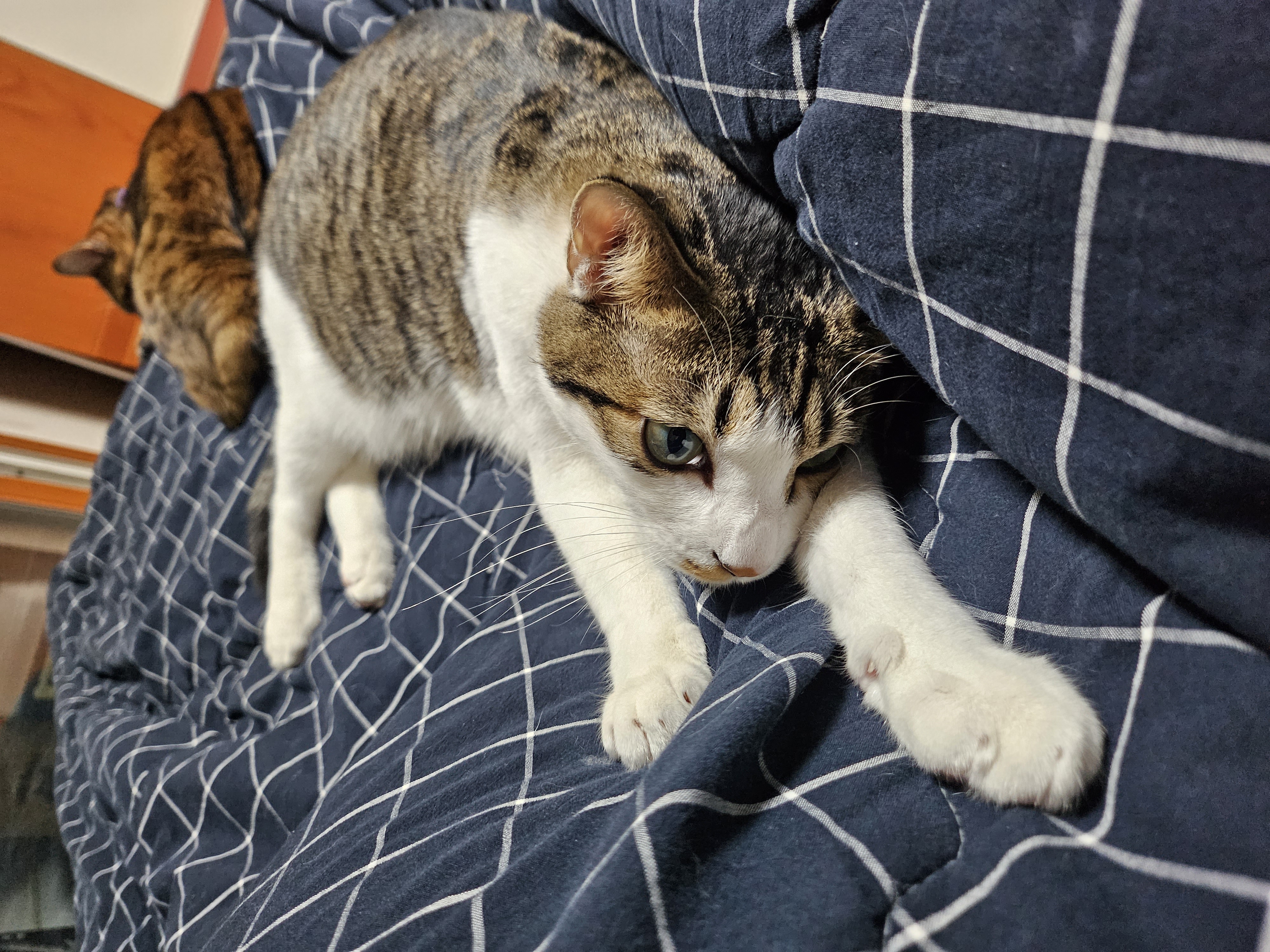 탄이(해성이)와 1년