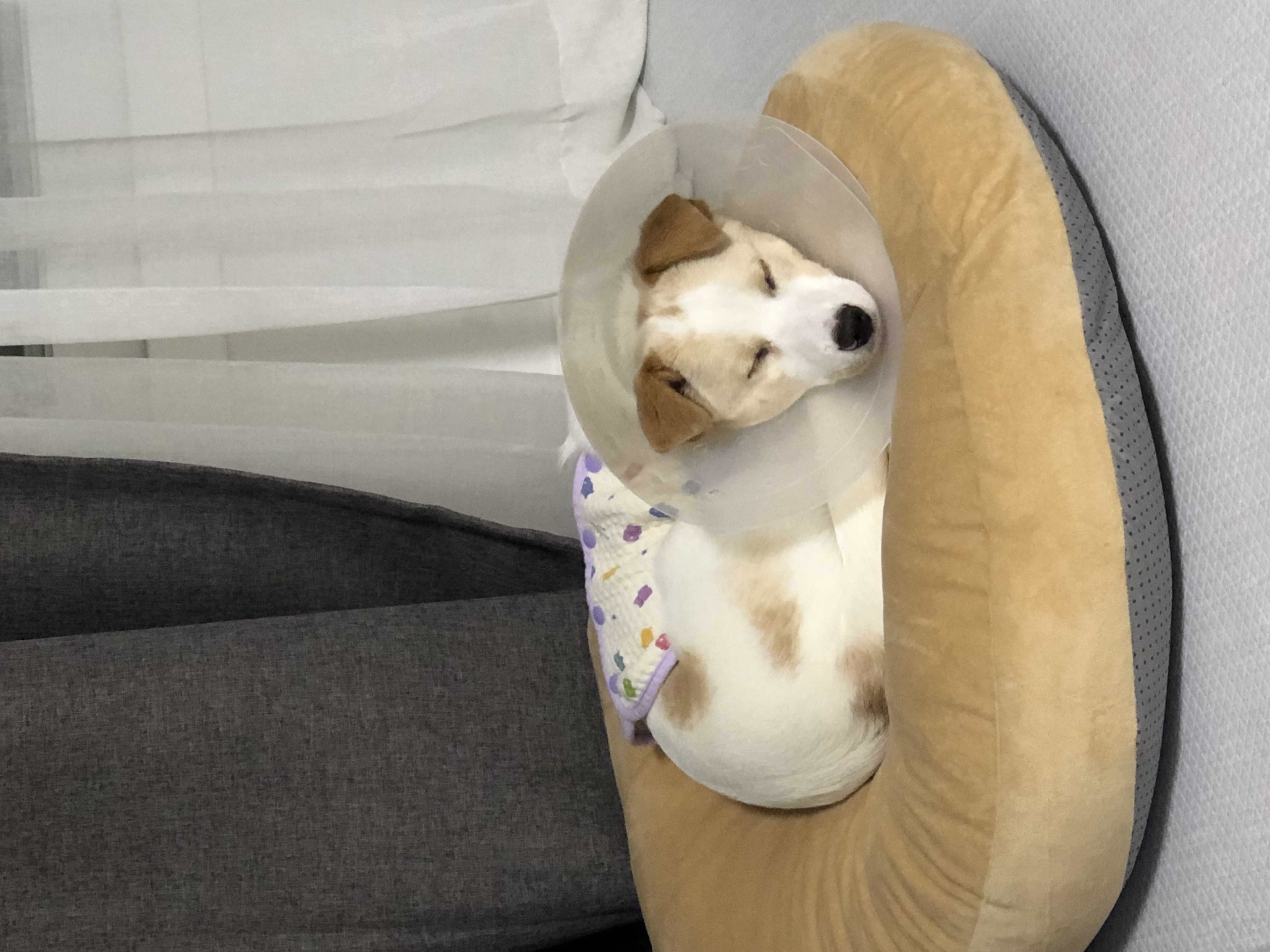 구구(구 건빛) 입양 1달차 후기