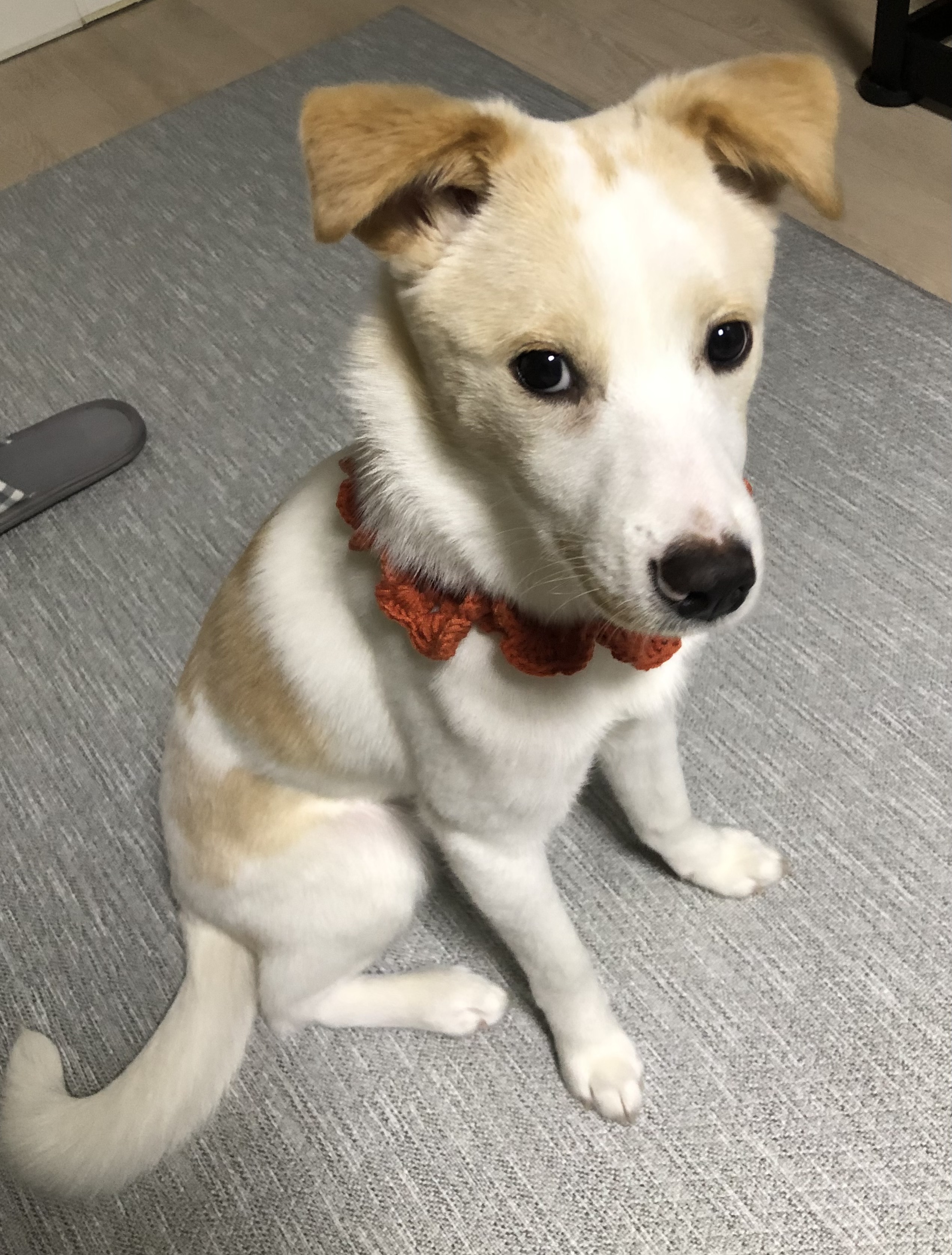 구구(구 건빛) 입양 1달차 후기