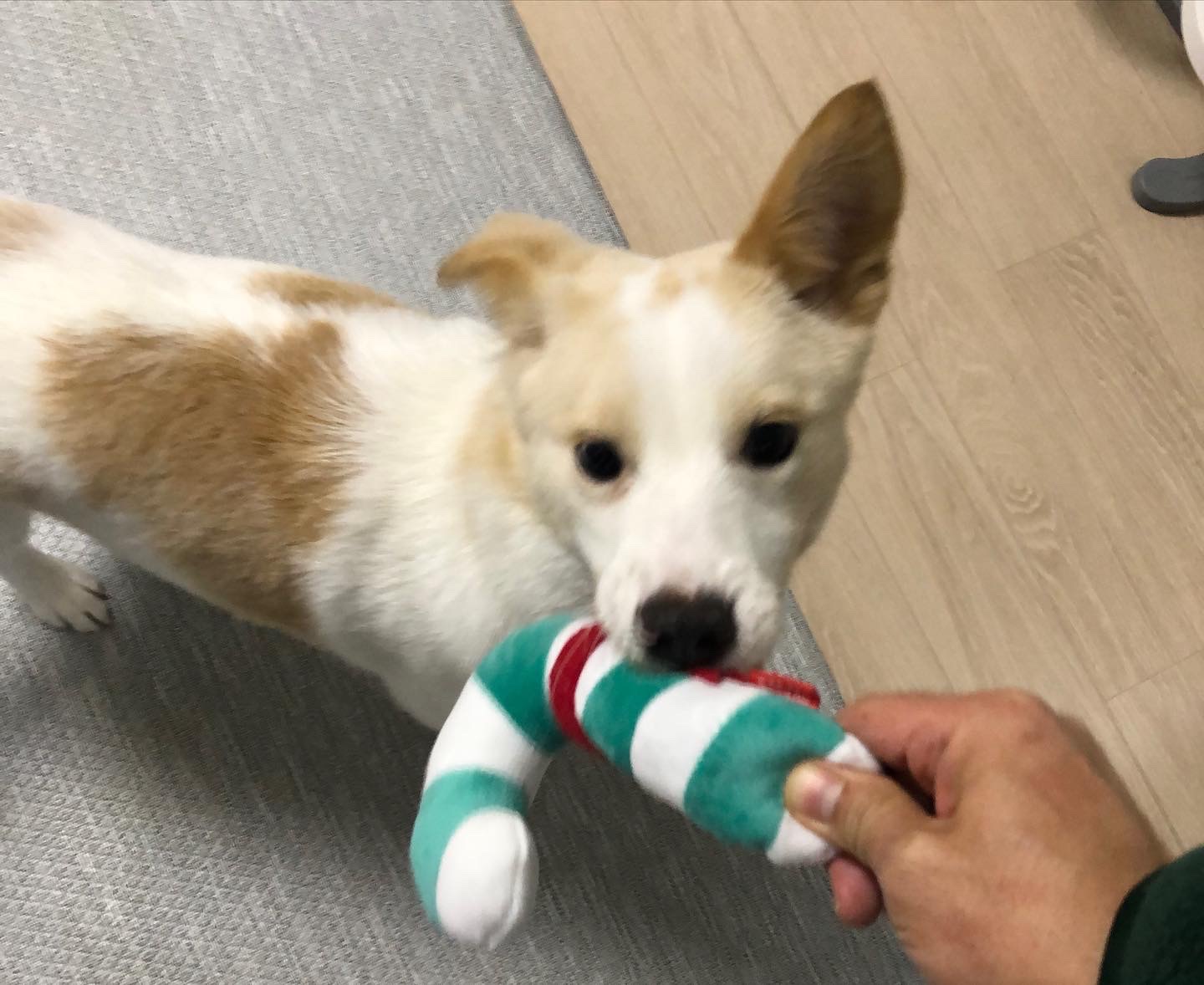 구구(구 건빛) 입양 1달차 후기