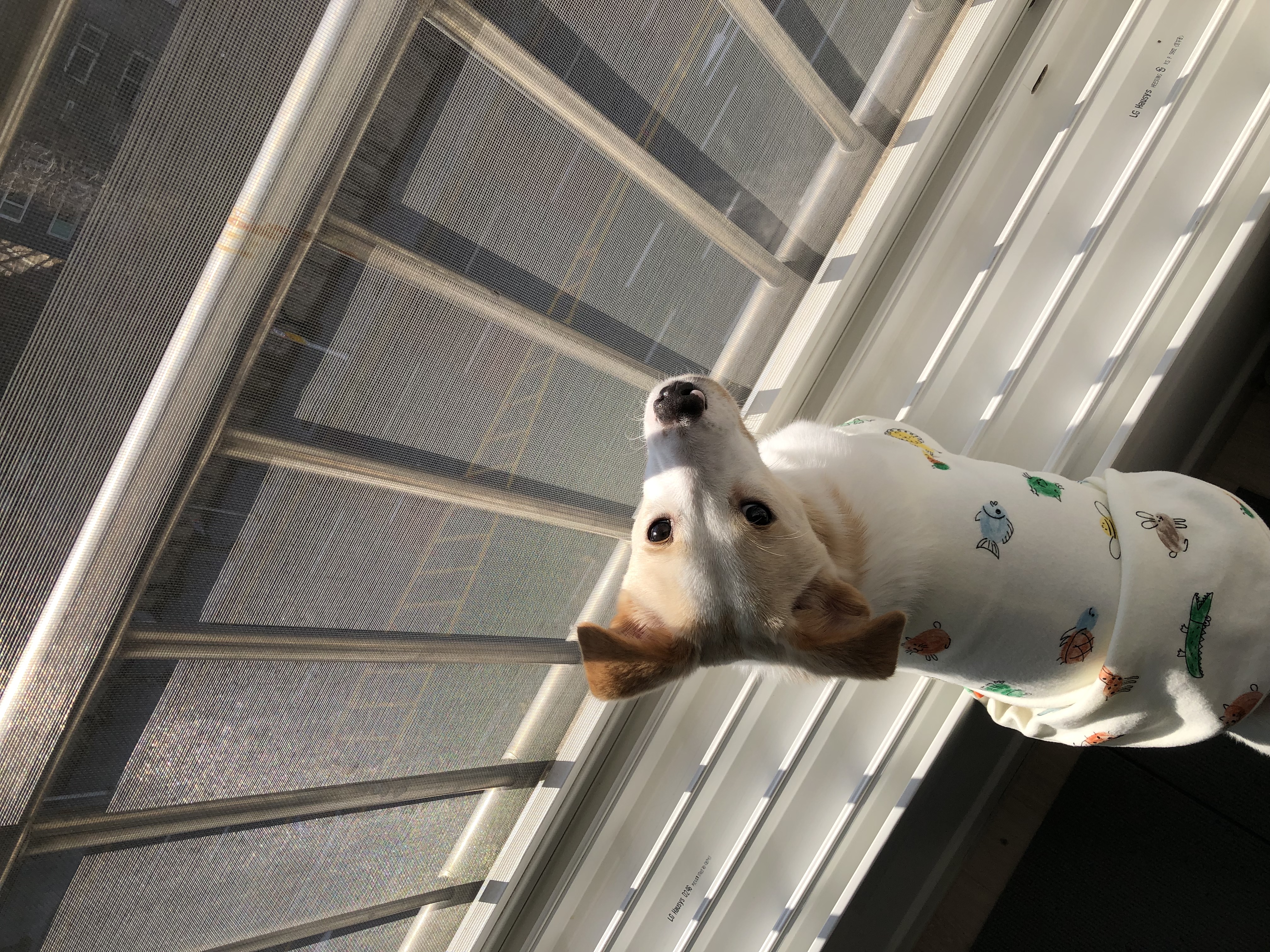 구구(구 건빛) 입양 1달차 후기