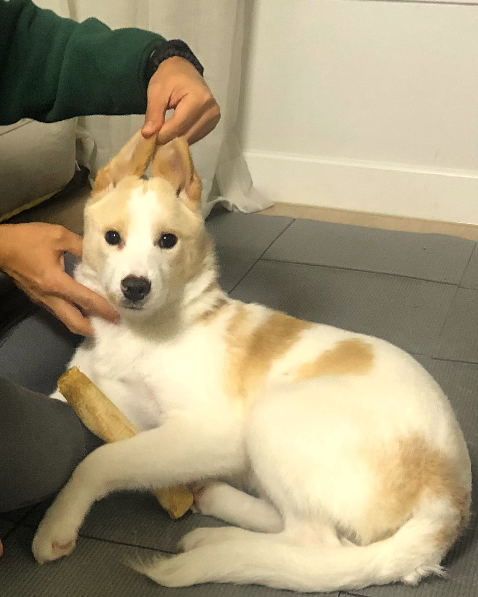 구구(구 건빛) 입양 1달차 후기