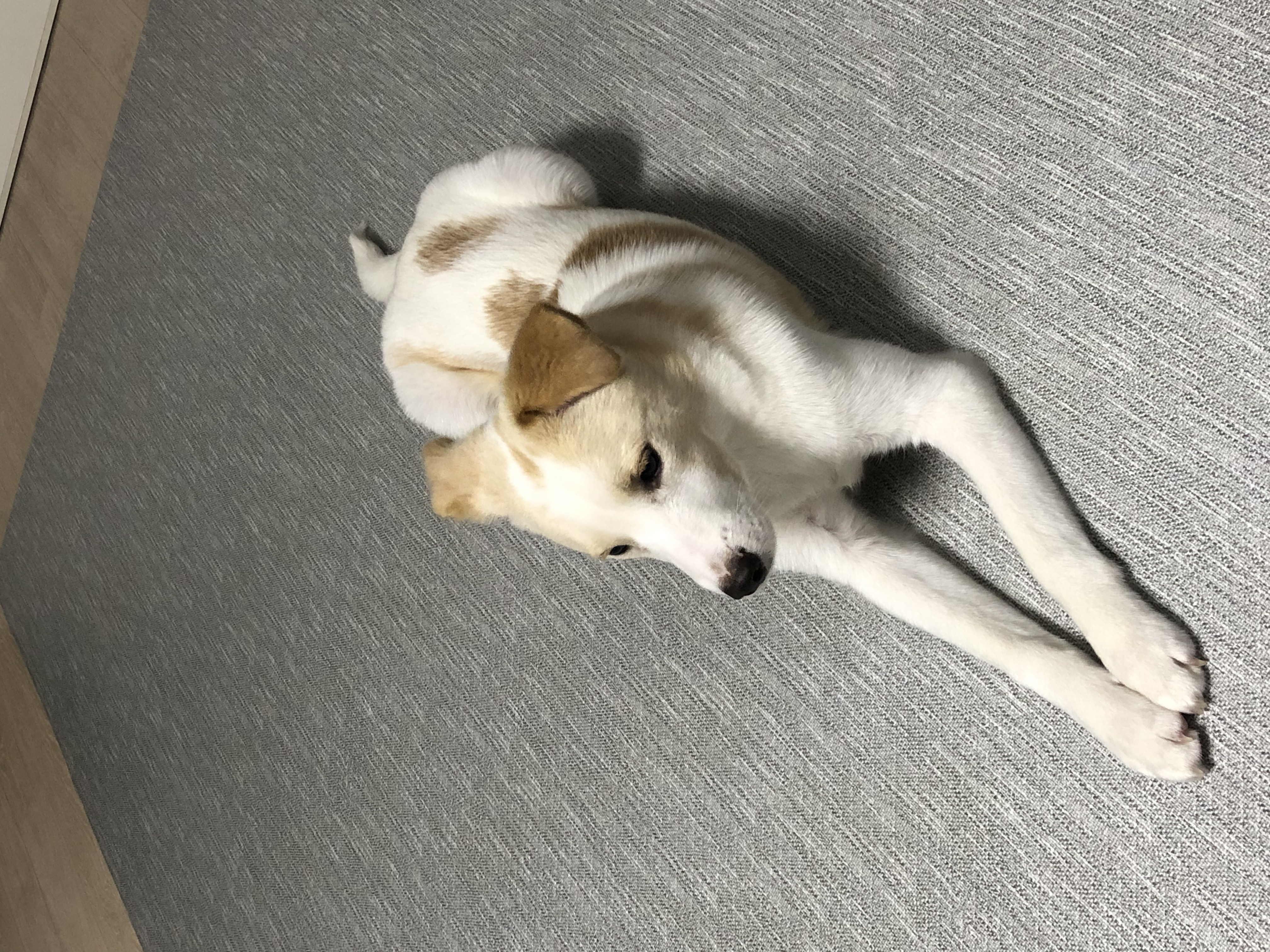 구구(구 건빛) 입양 1달차 후기