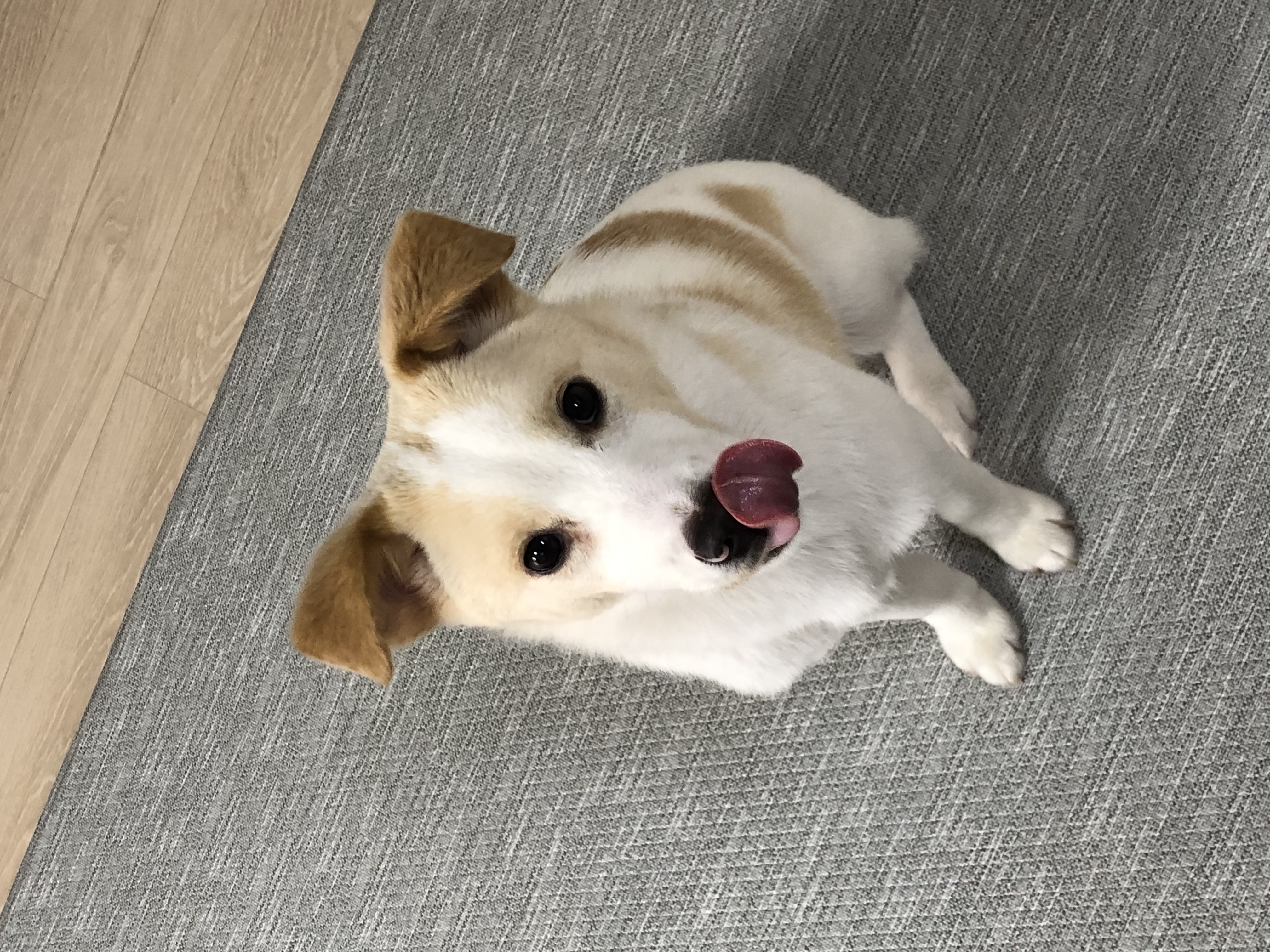 구구(구 건빛) 입양 1달차 후기