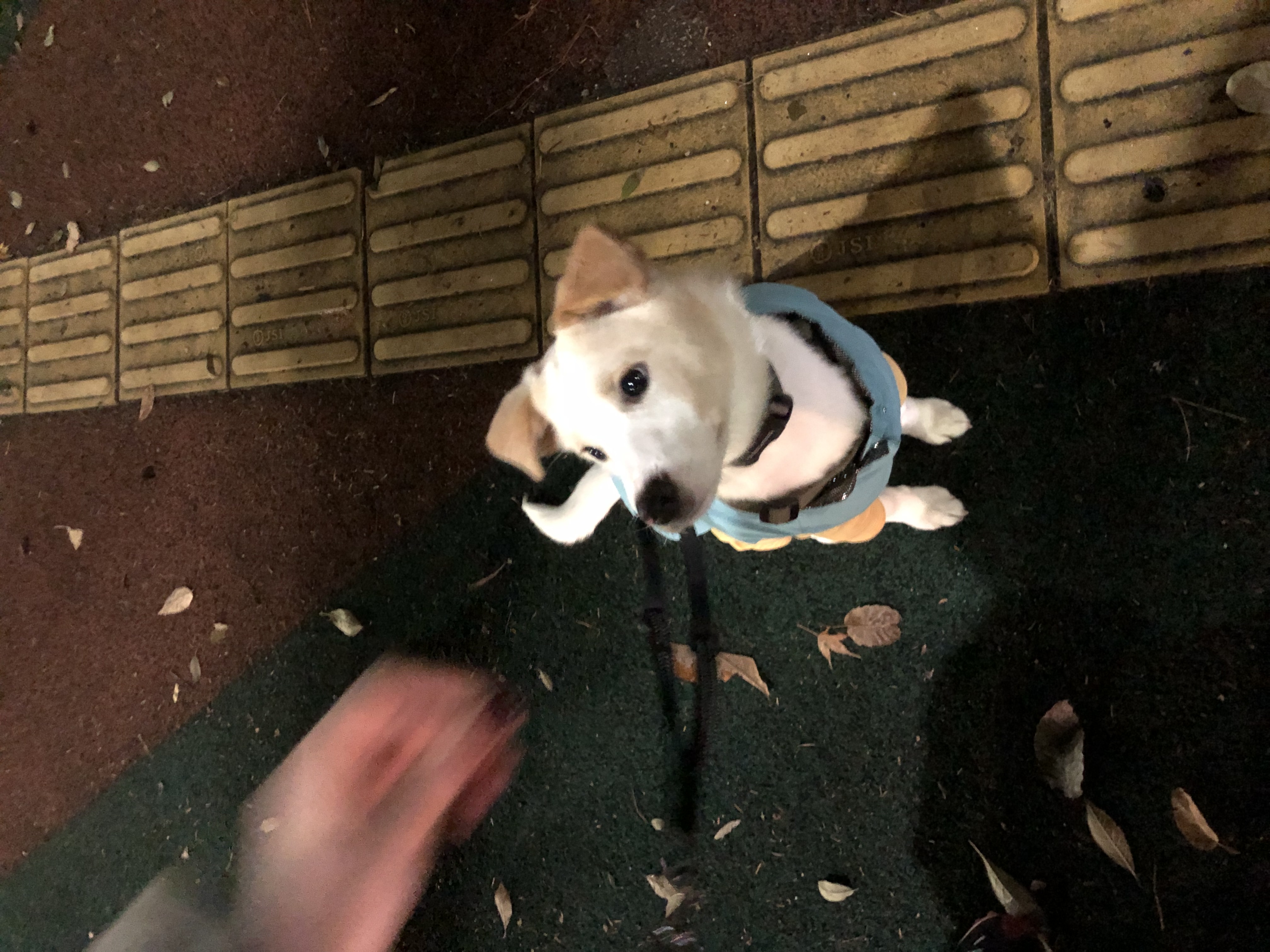 구구(구 건빛) 입양 1달차 후기