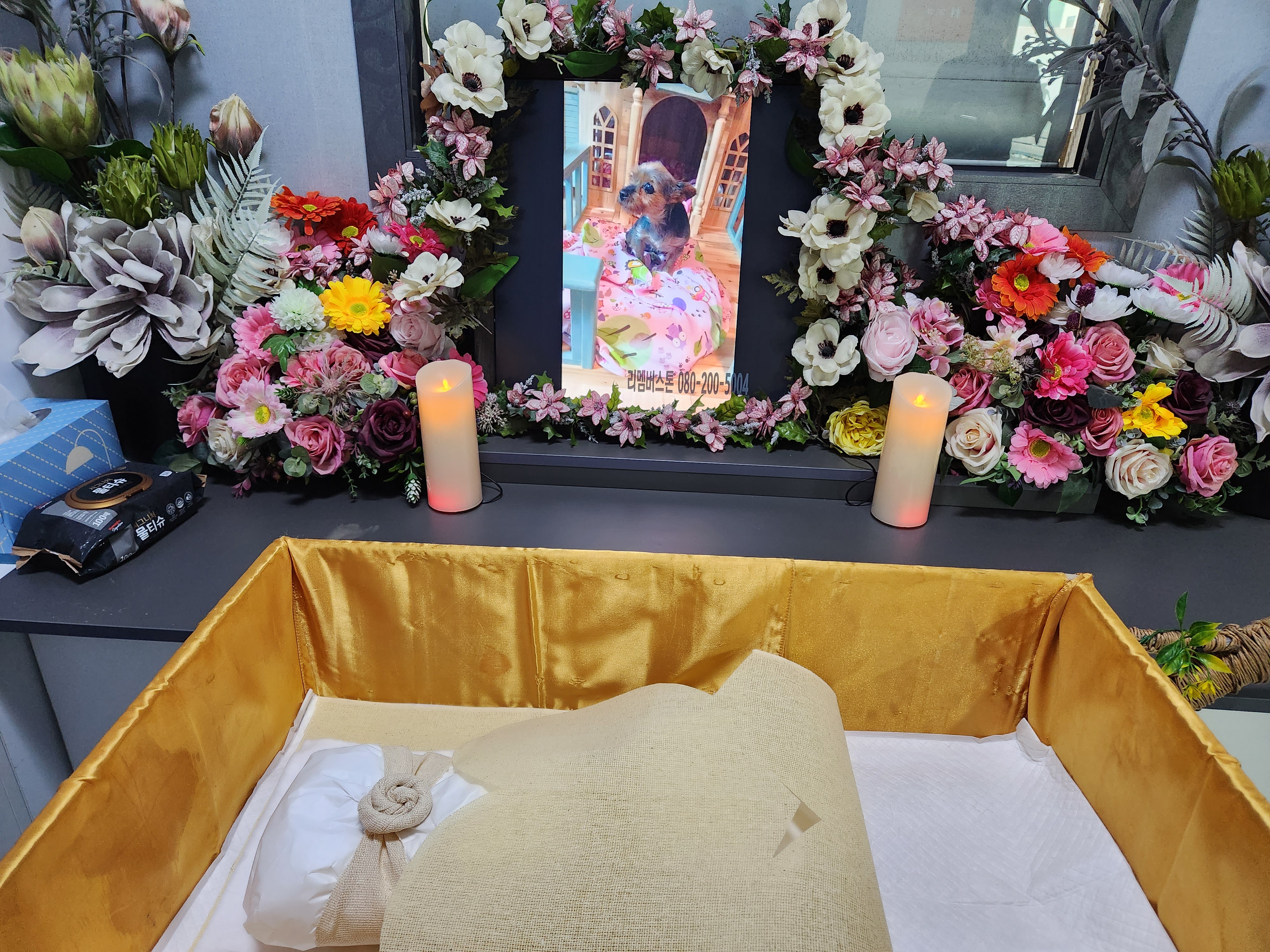 티파니(밤이) 무지개다리 건너갔습니다.