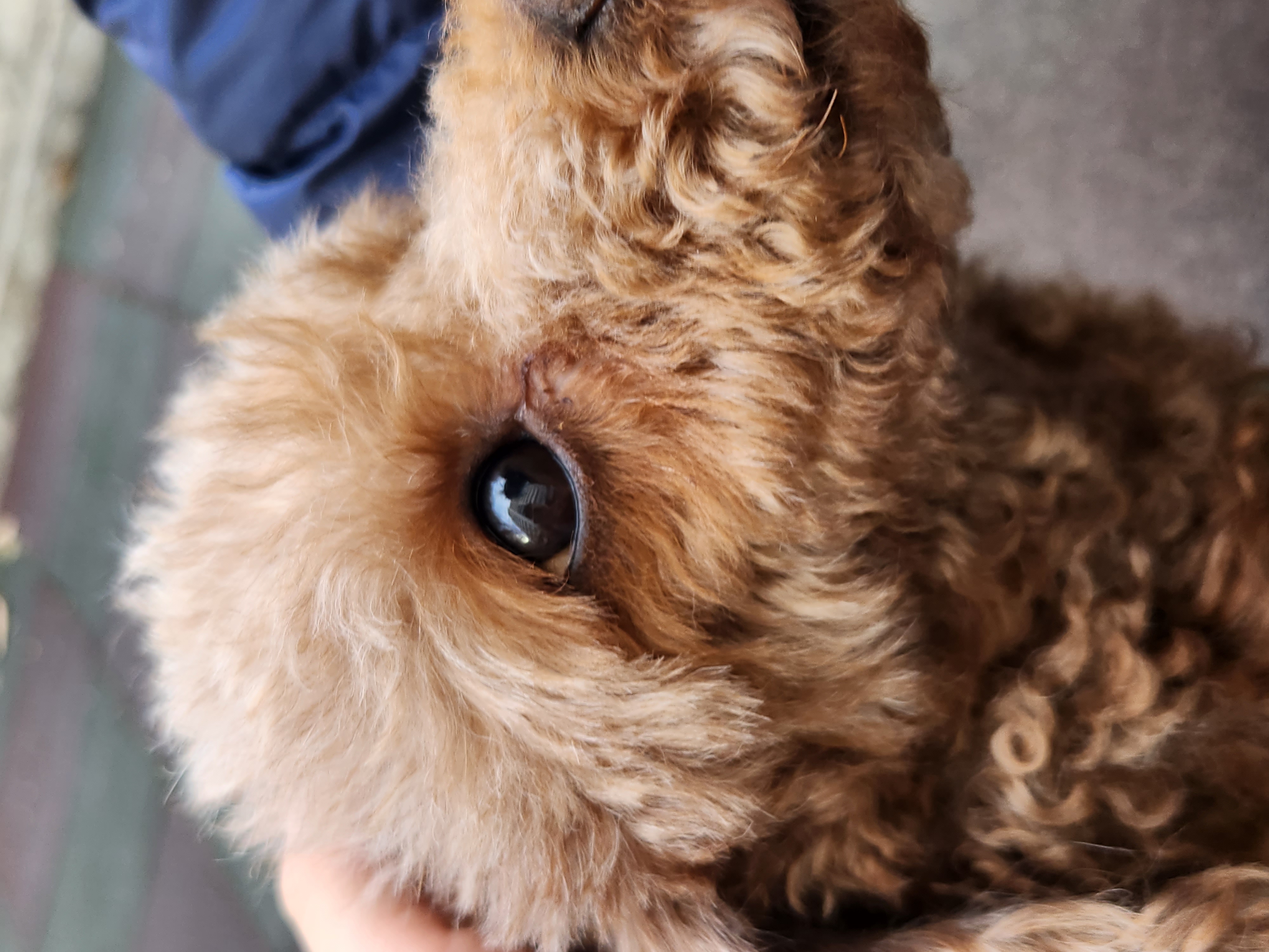 우뚱이 임보일기