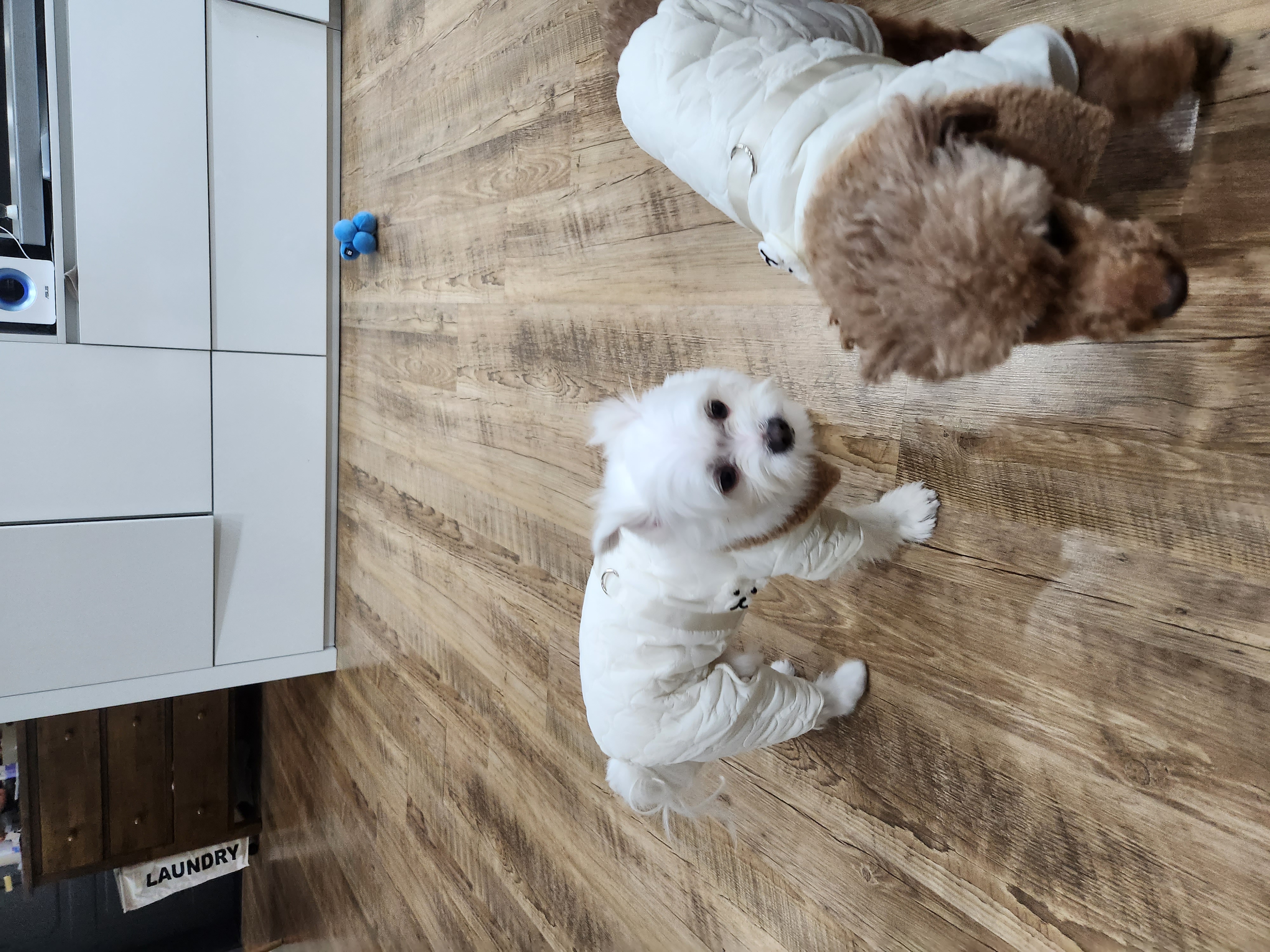 우뚱이 임보일기