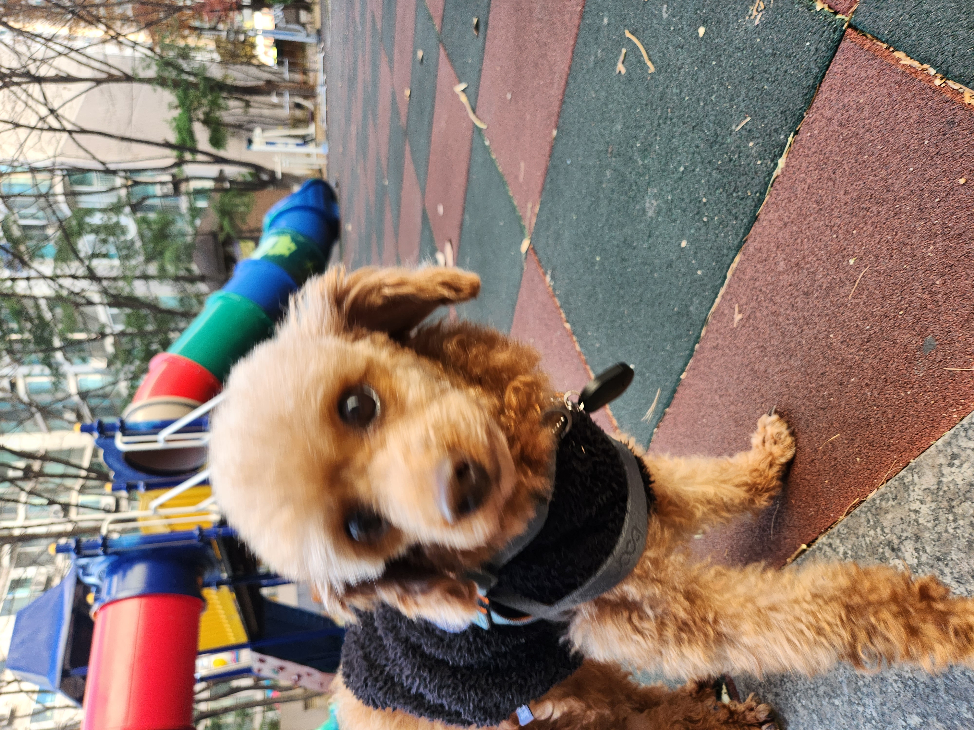 우뚱이 임보일기