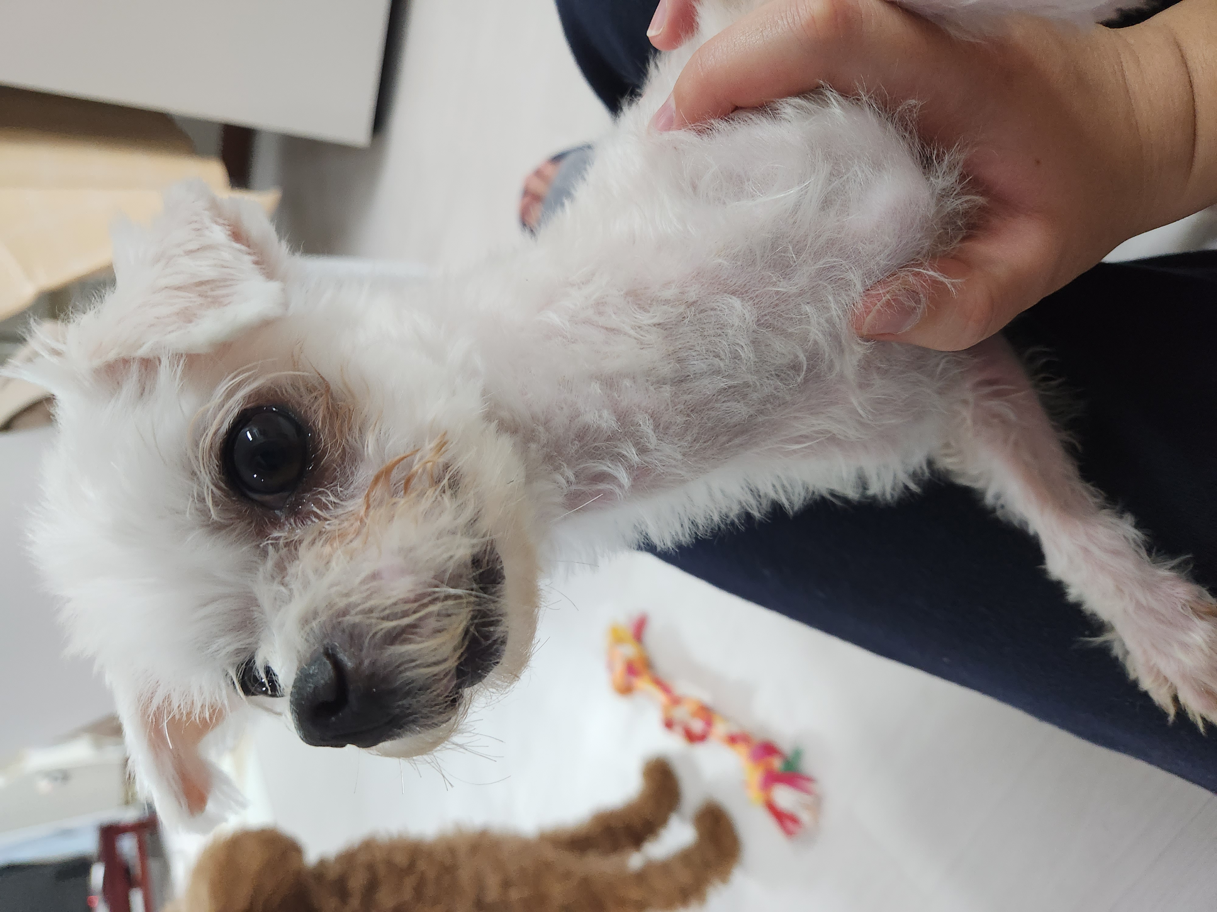 미코 임보 1주차 후기♡