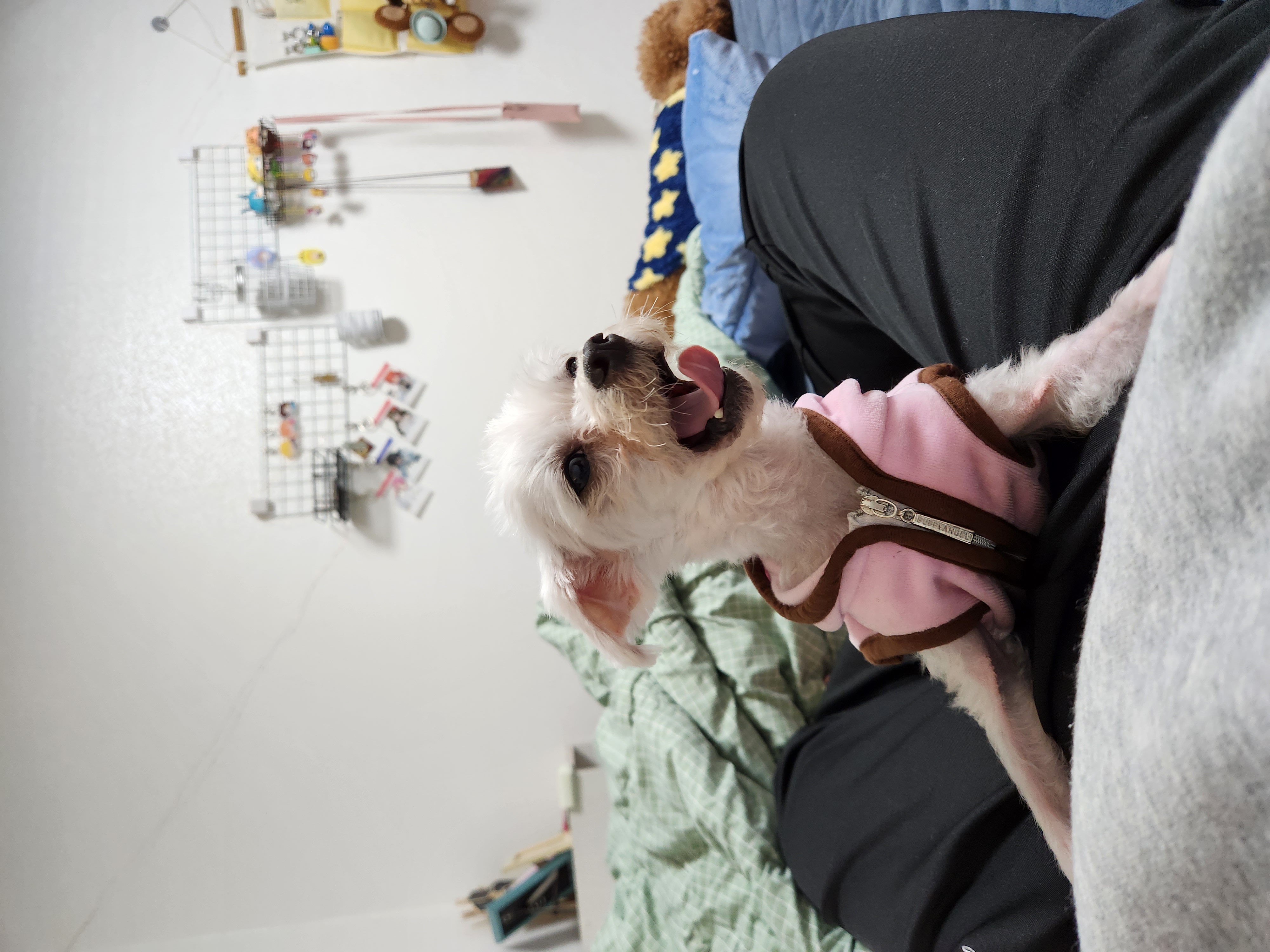 미코 임보 1주차 후기♡