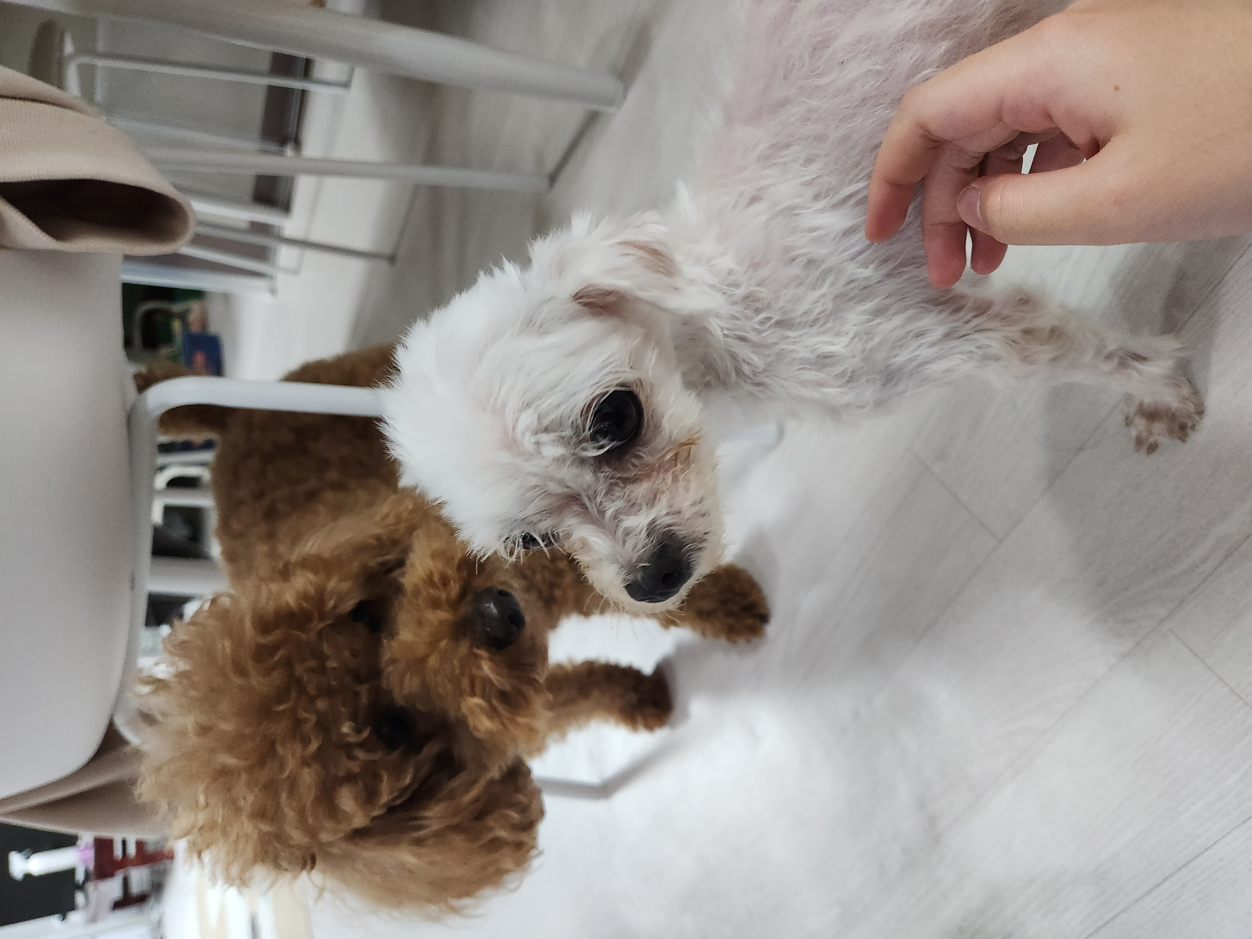 미코 임보 1주차 후기♡