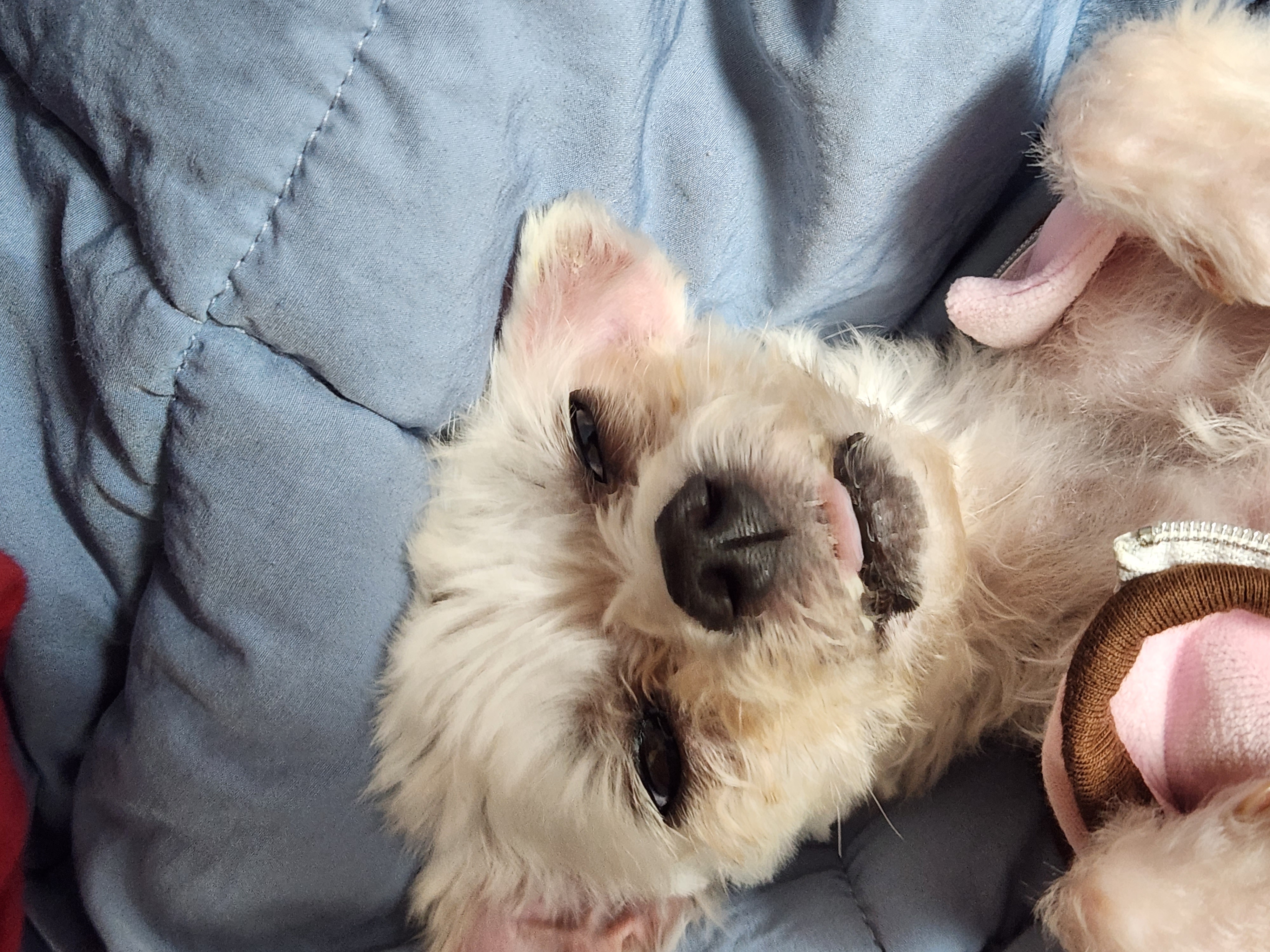 미코 임보 1주차 후기♡