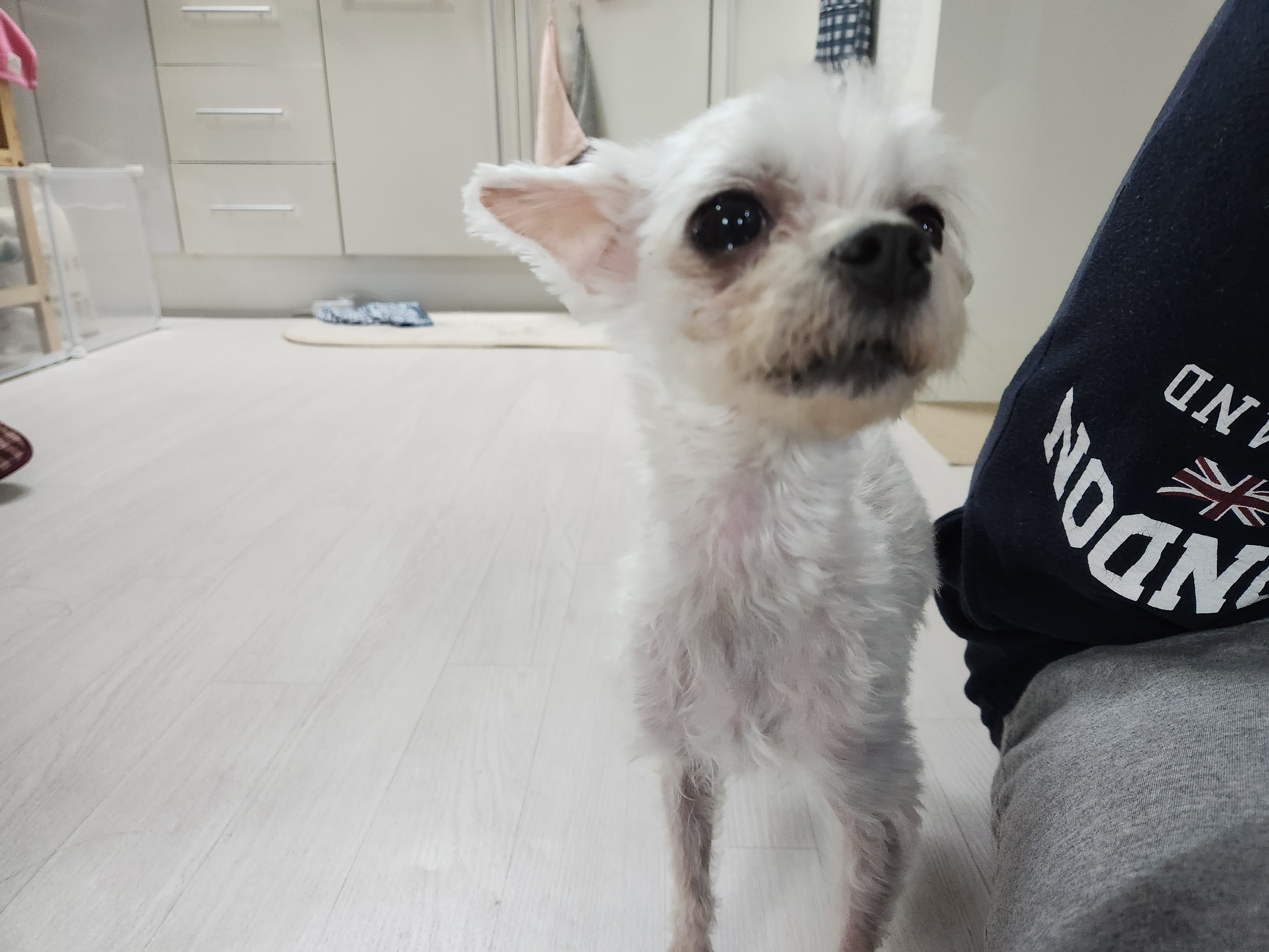 미코 임보 1주차 후기♡