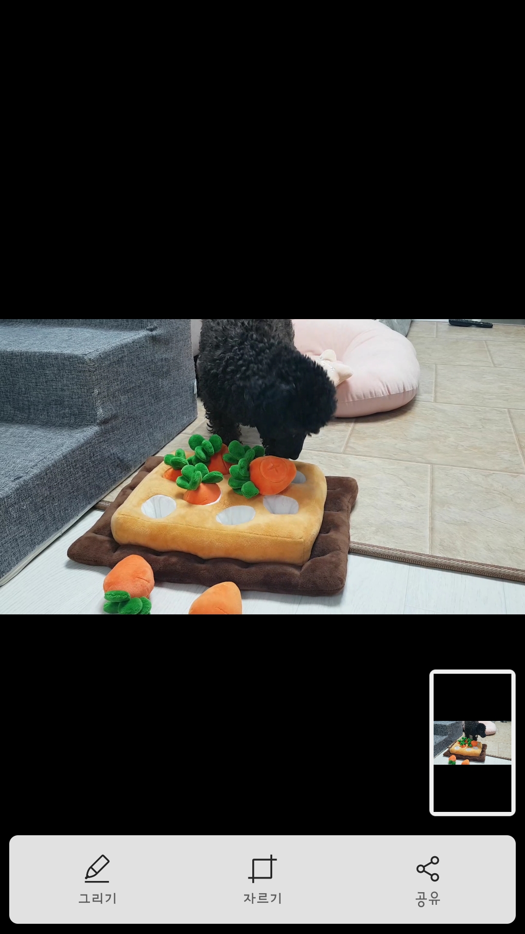 순둥이 우리까푸 임보 1주일이 지났어요~