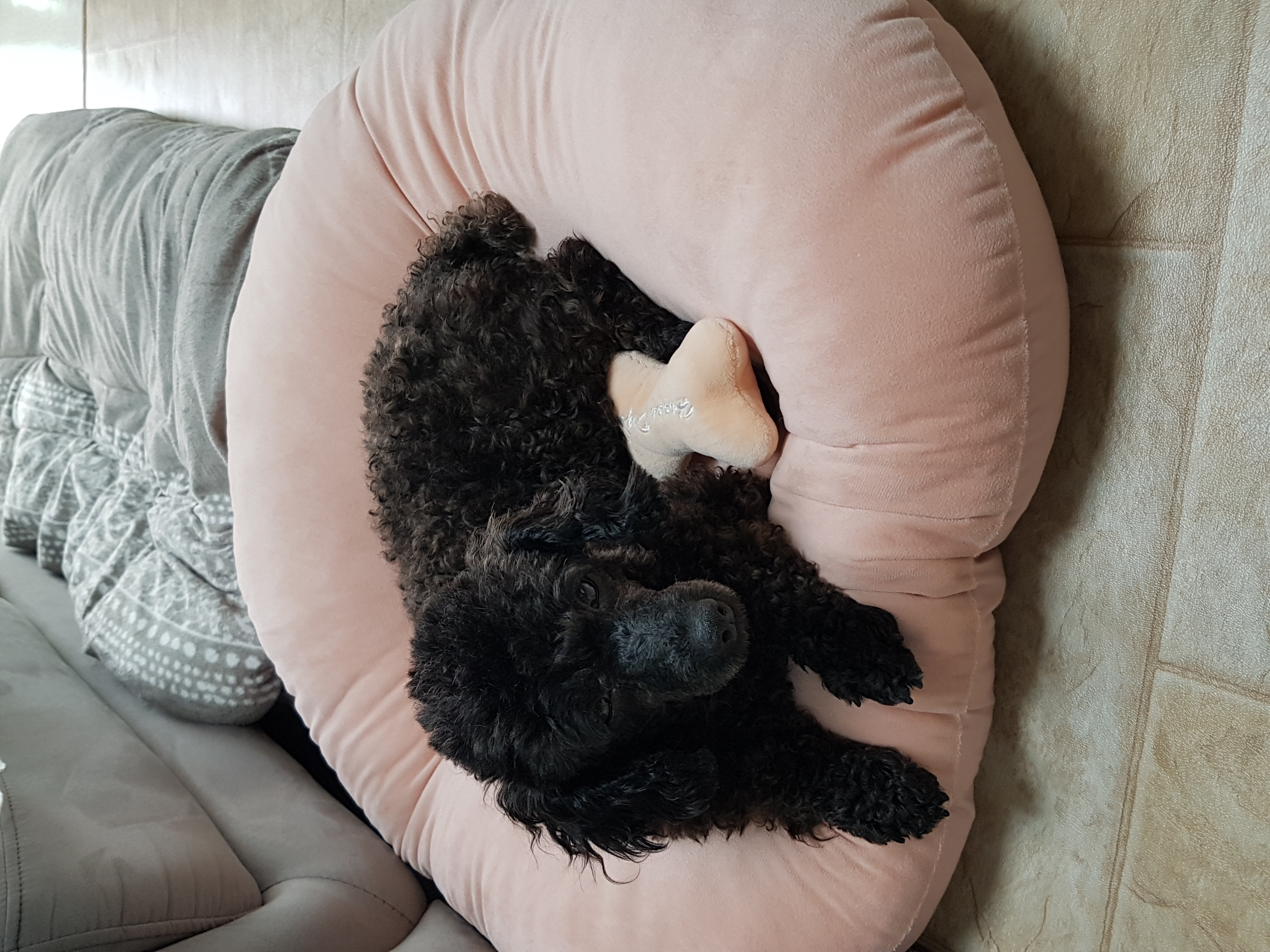 순둥이 우리까푸 임보 1주일이 지났어요~