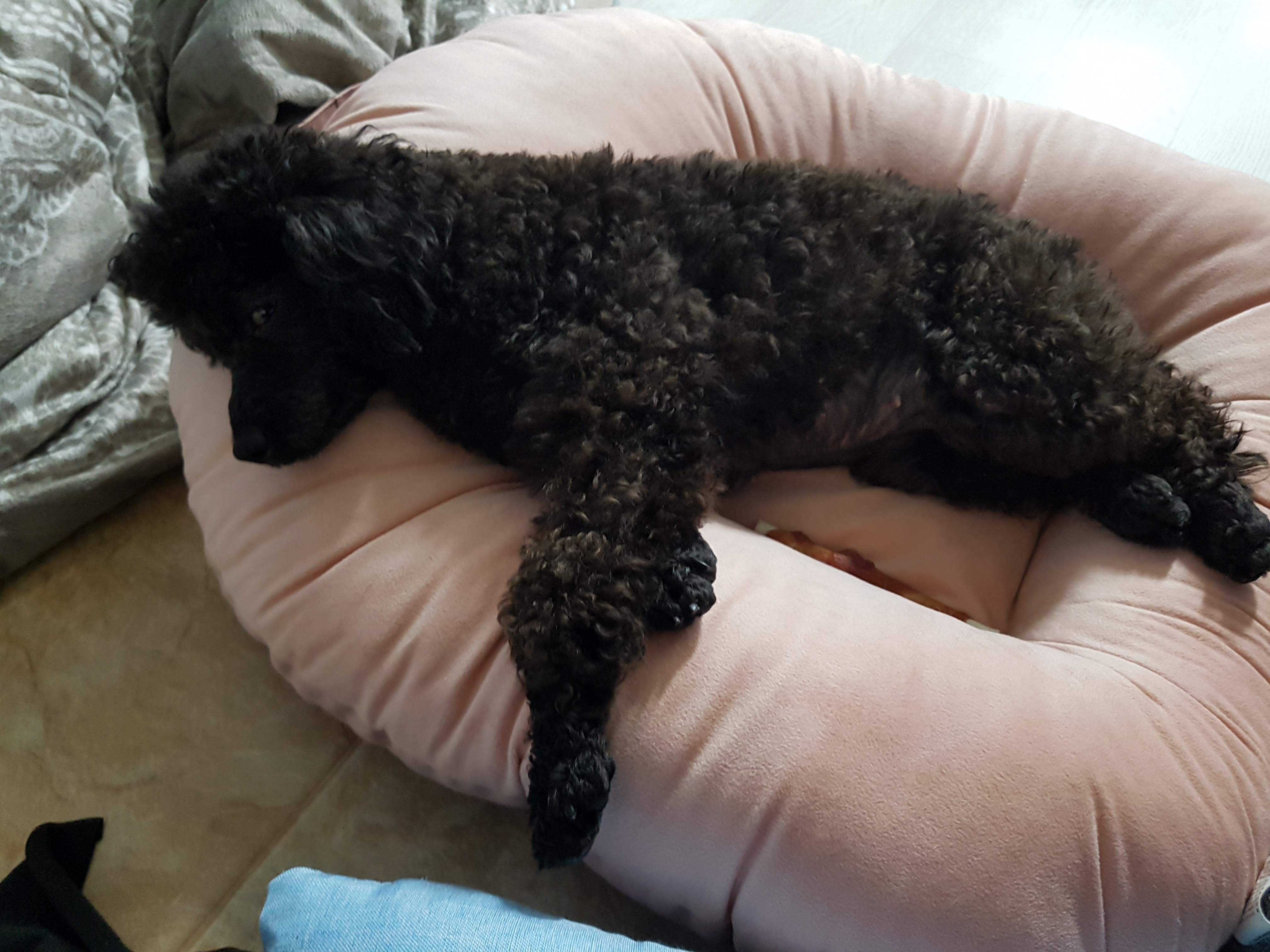 순둥이 우리까푸 임보 1주일이 지났어요~