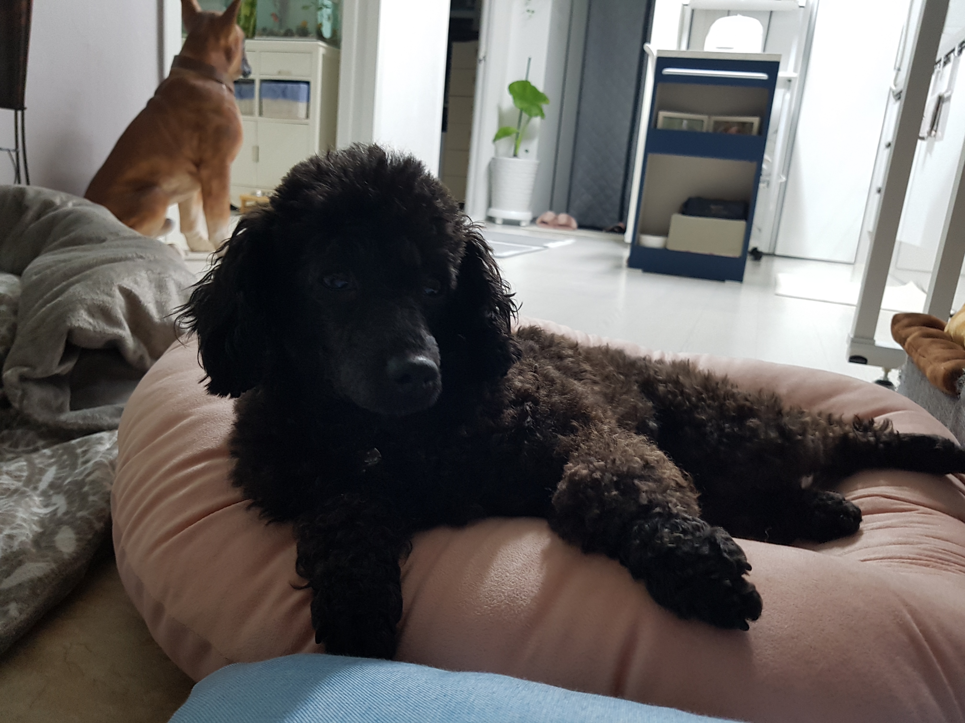 순둥이 우리까푸 임보 1주일이 지났어요~