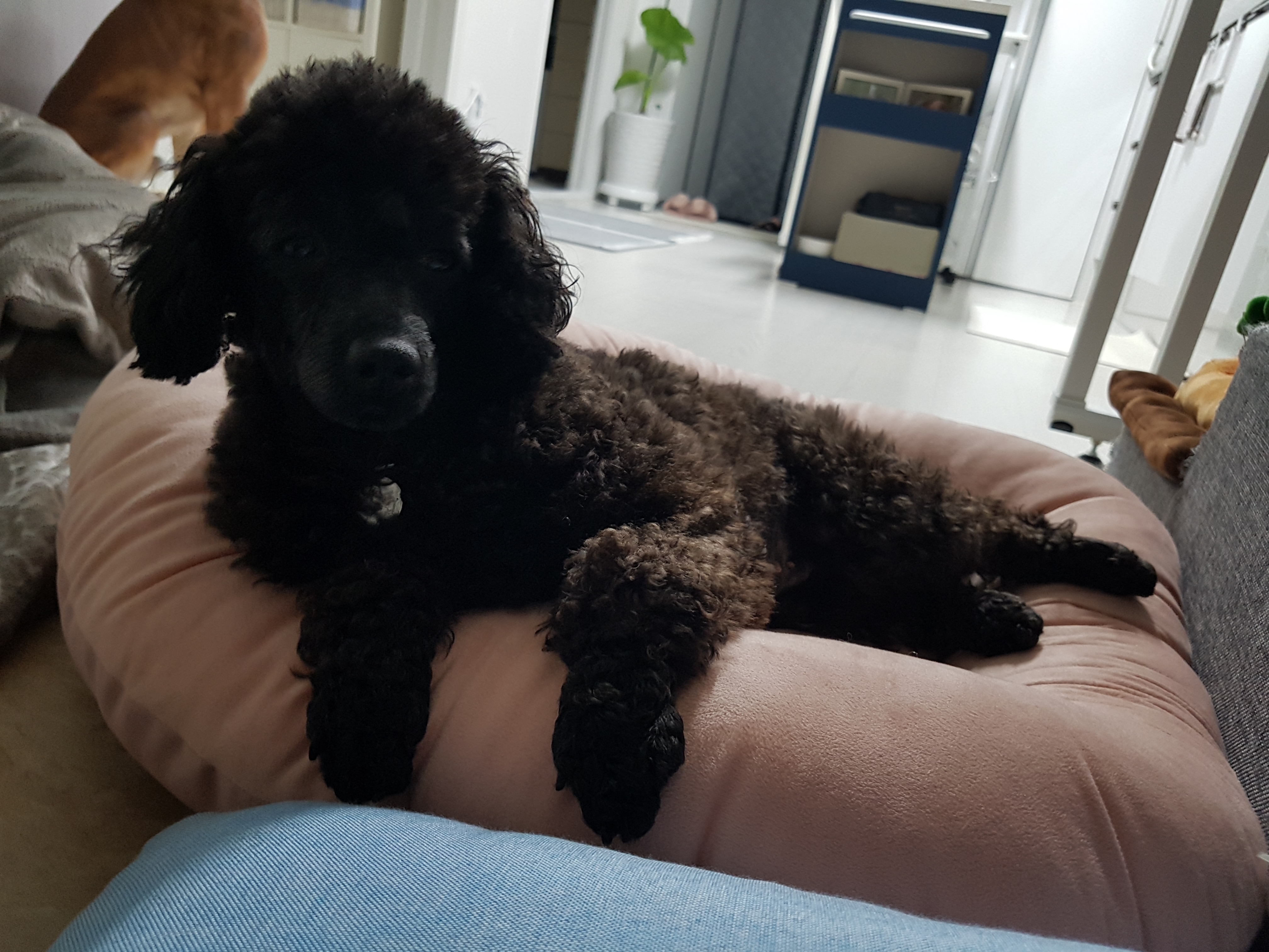 순둥이 우리까푸 임보 1주일이 지났어요~