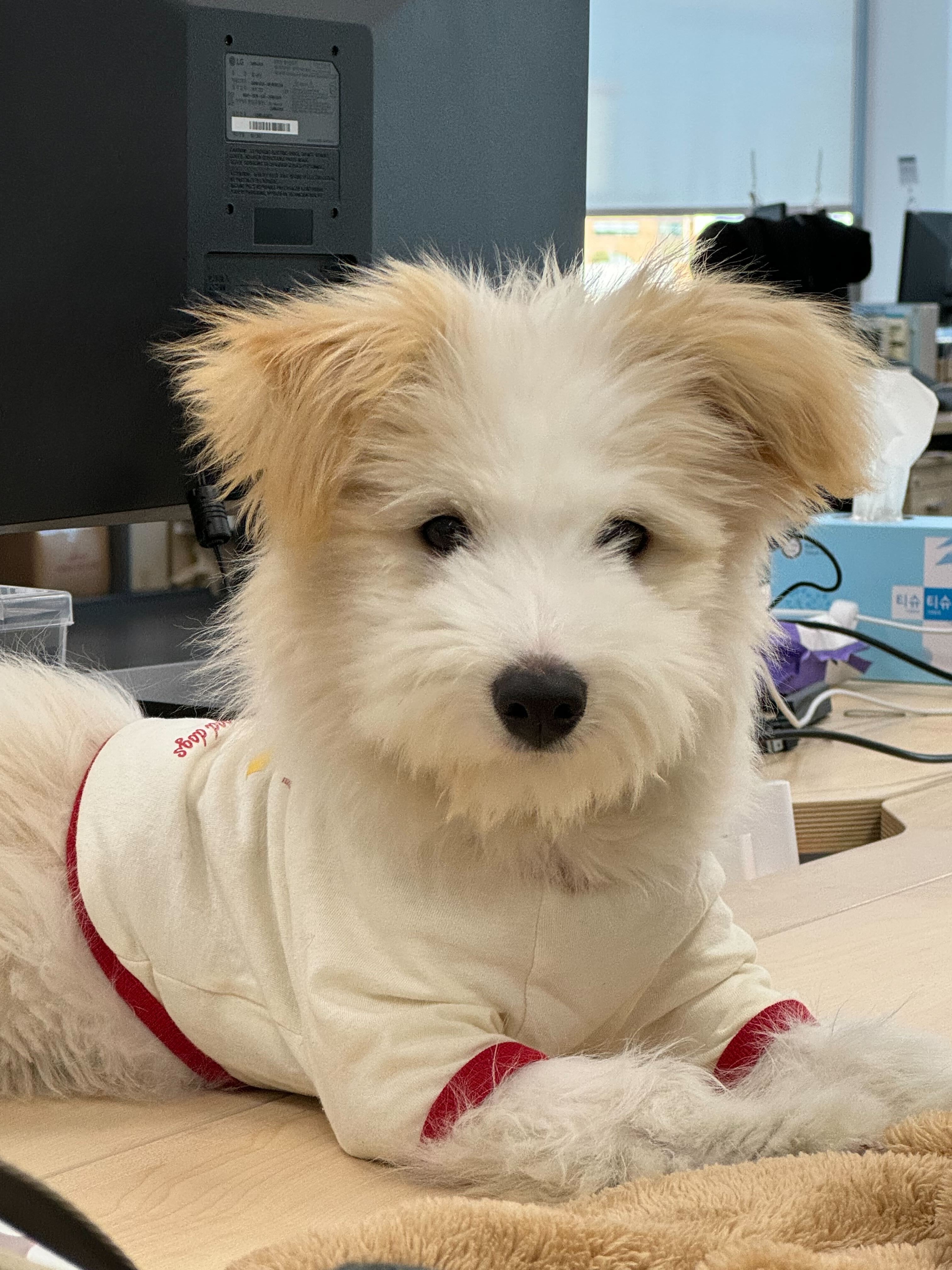 🎄트리(강빛이) 3개월 입양후기