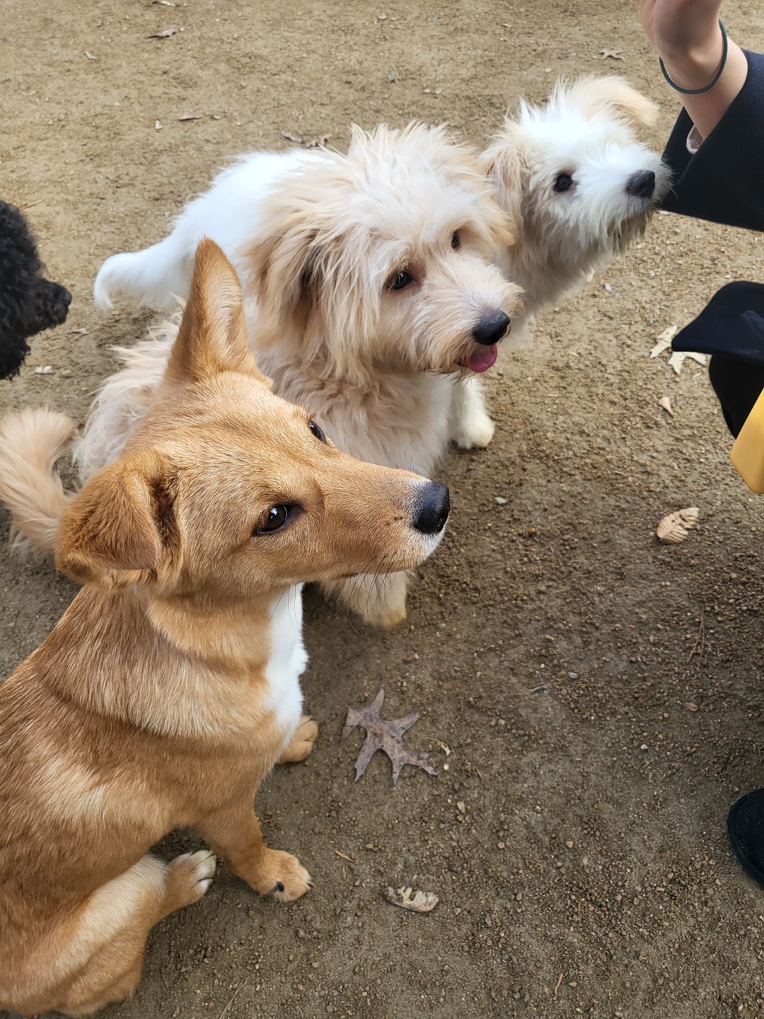 🎄트리(강빛이) 3개월 입양후기