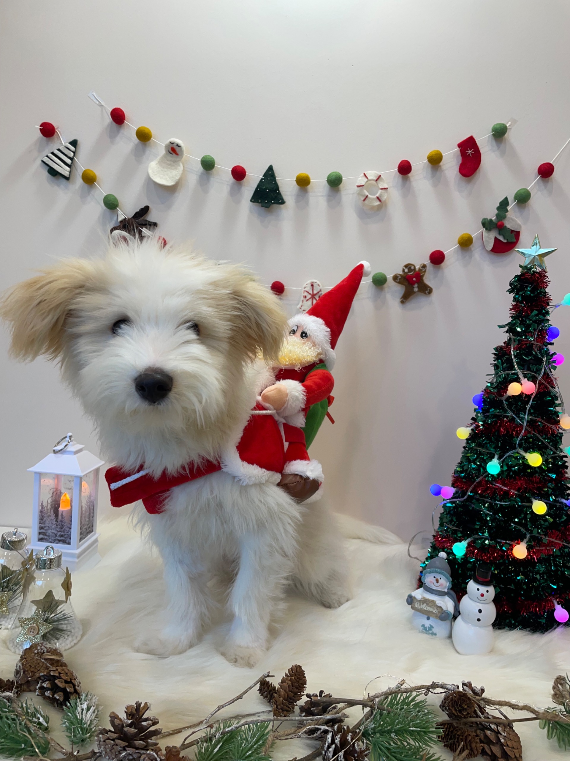 🎄트리(강빛이) 3개월 입양후기