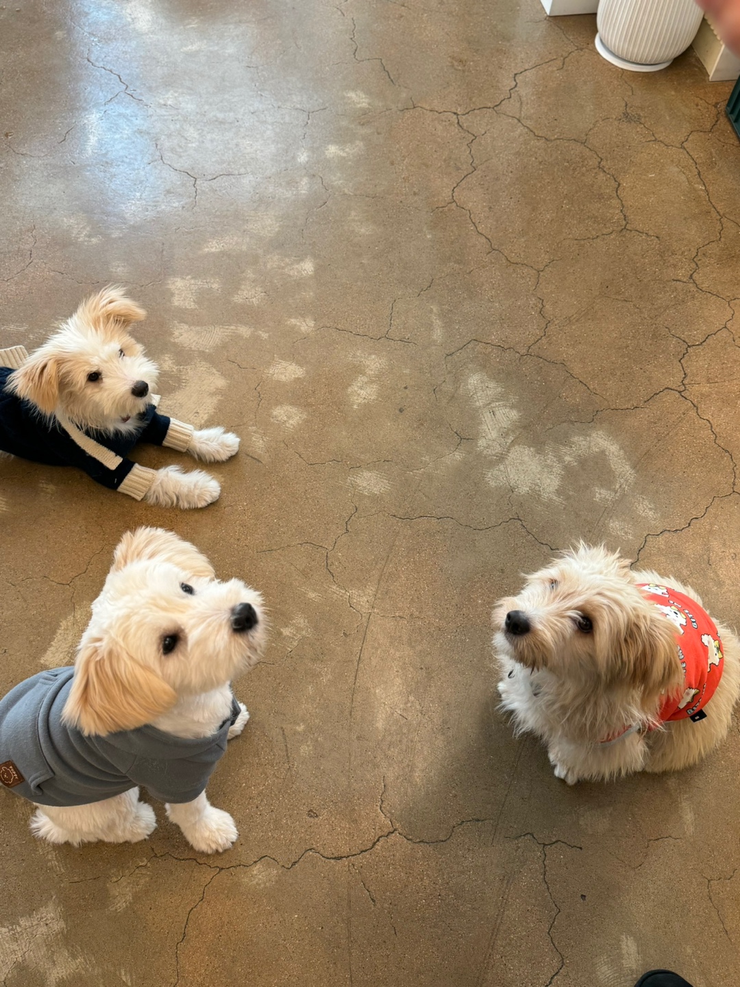 🎄트리(강빛이) 3개월 입양후기