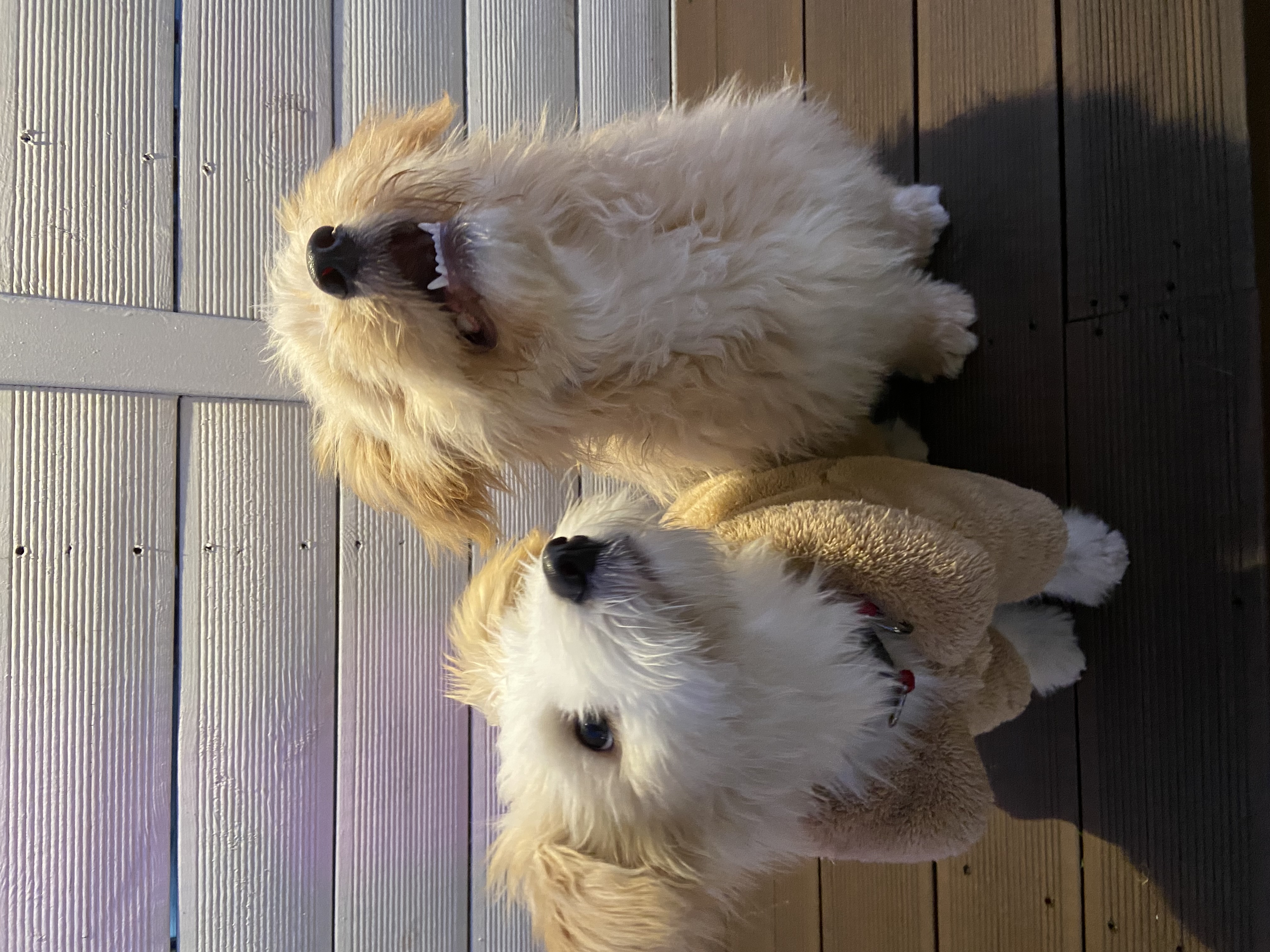 🎄트리(강빛이) 3개월 입양후기