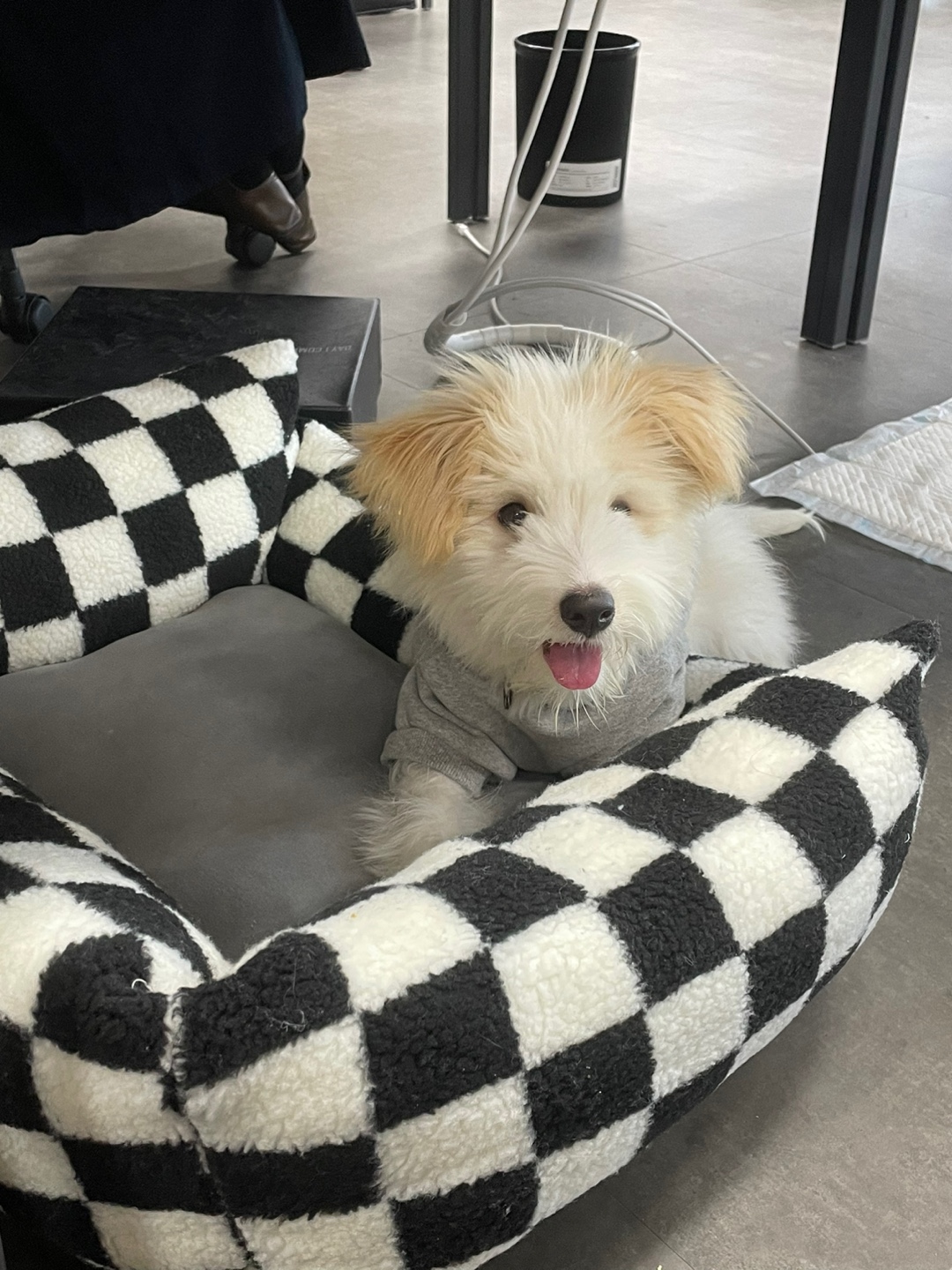 🎄트리(강빛이) 3개월 입양후기