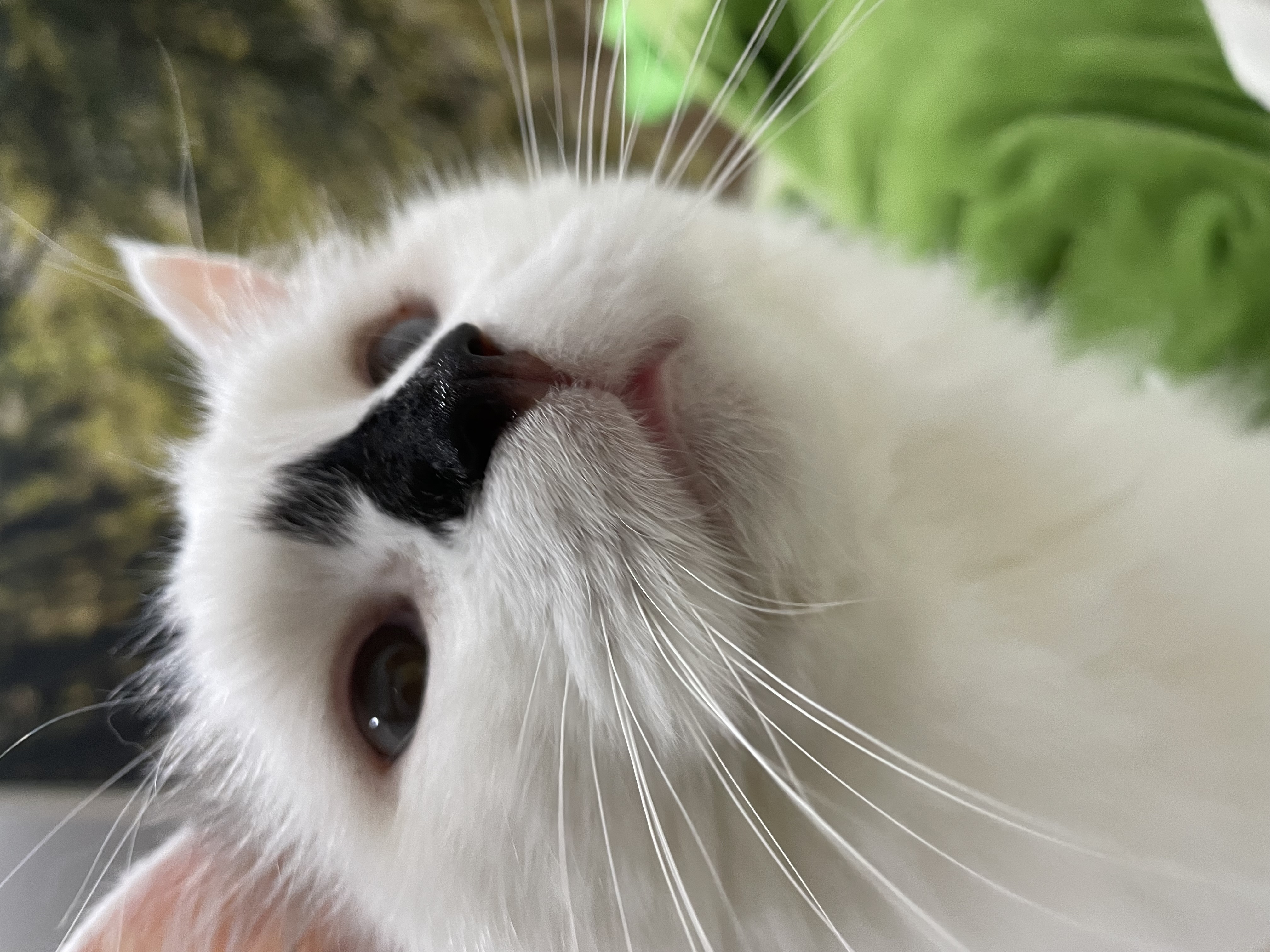 달이(썸씽이) 입양전제 임시보호 한 달 후기입니다~