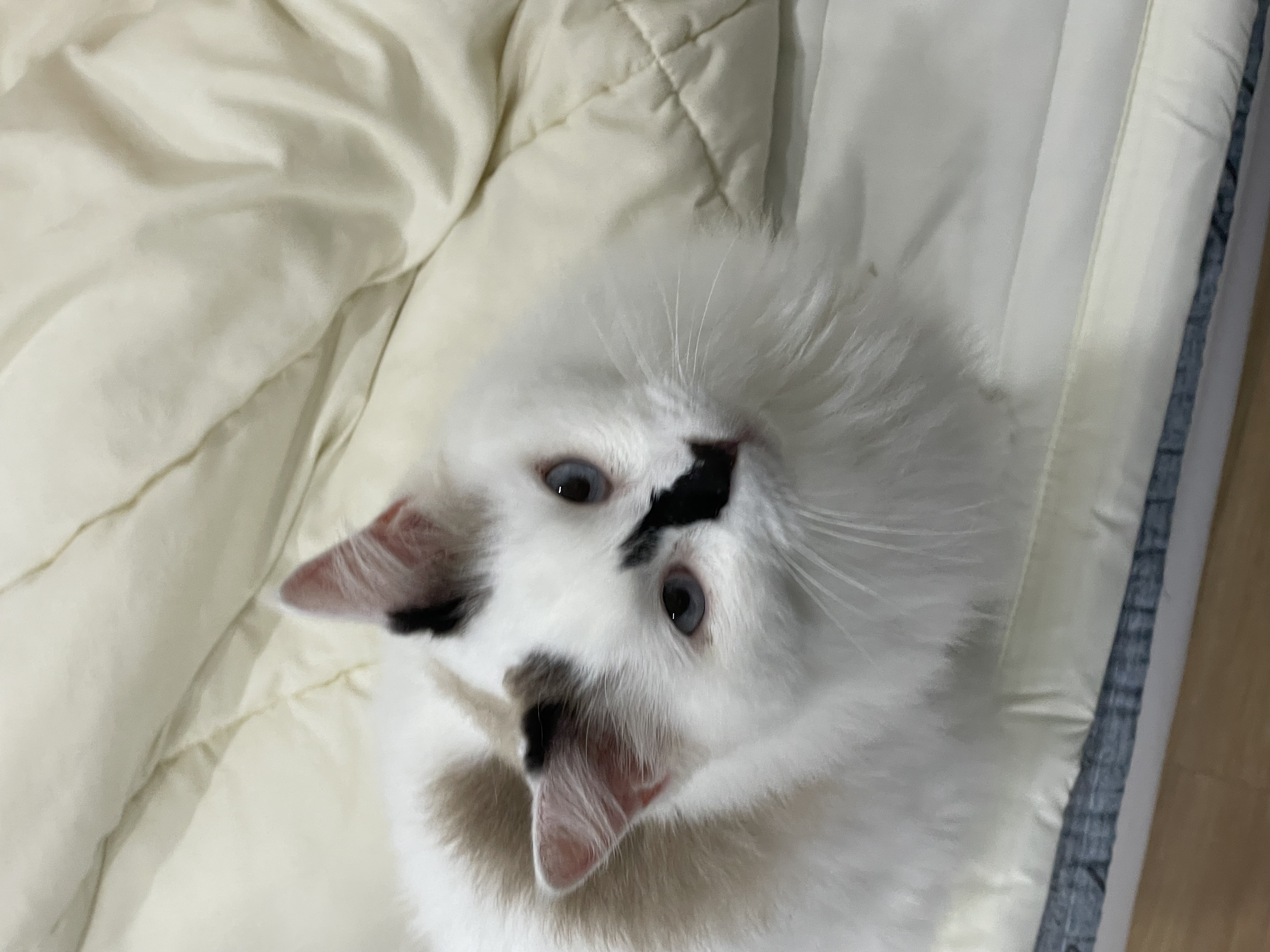 달이(썸씽이) 입양전제 임시보호 한 달 후기입니다~