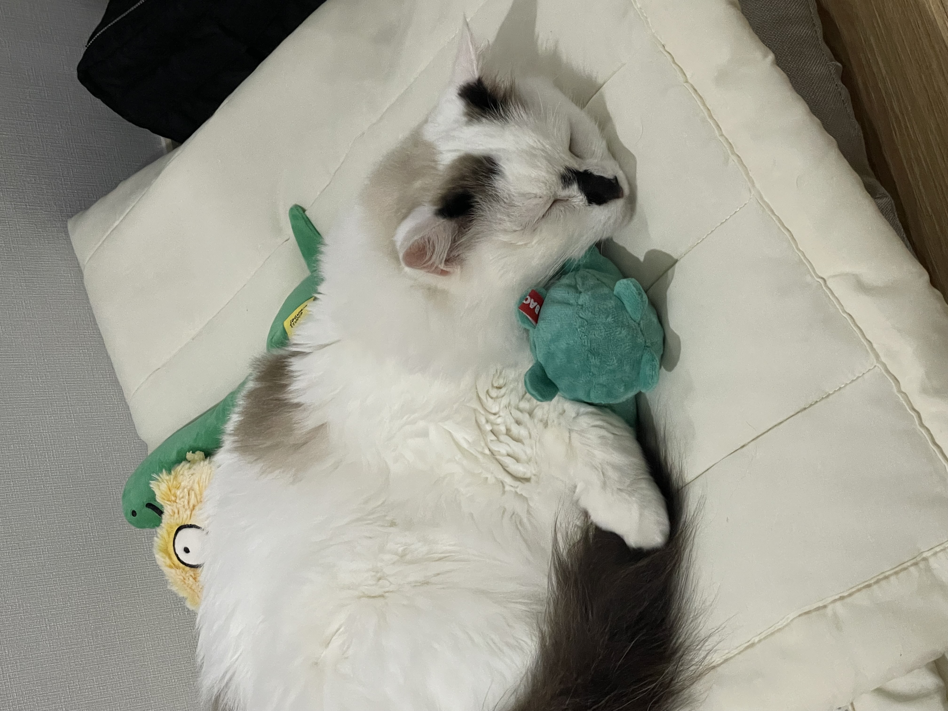 달이(썸씽이) 입양전제 임시보호 한 달 후기입니다~