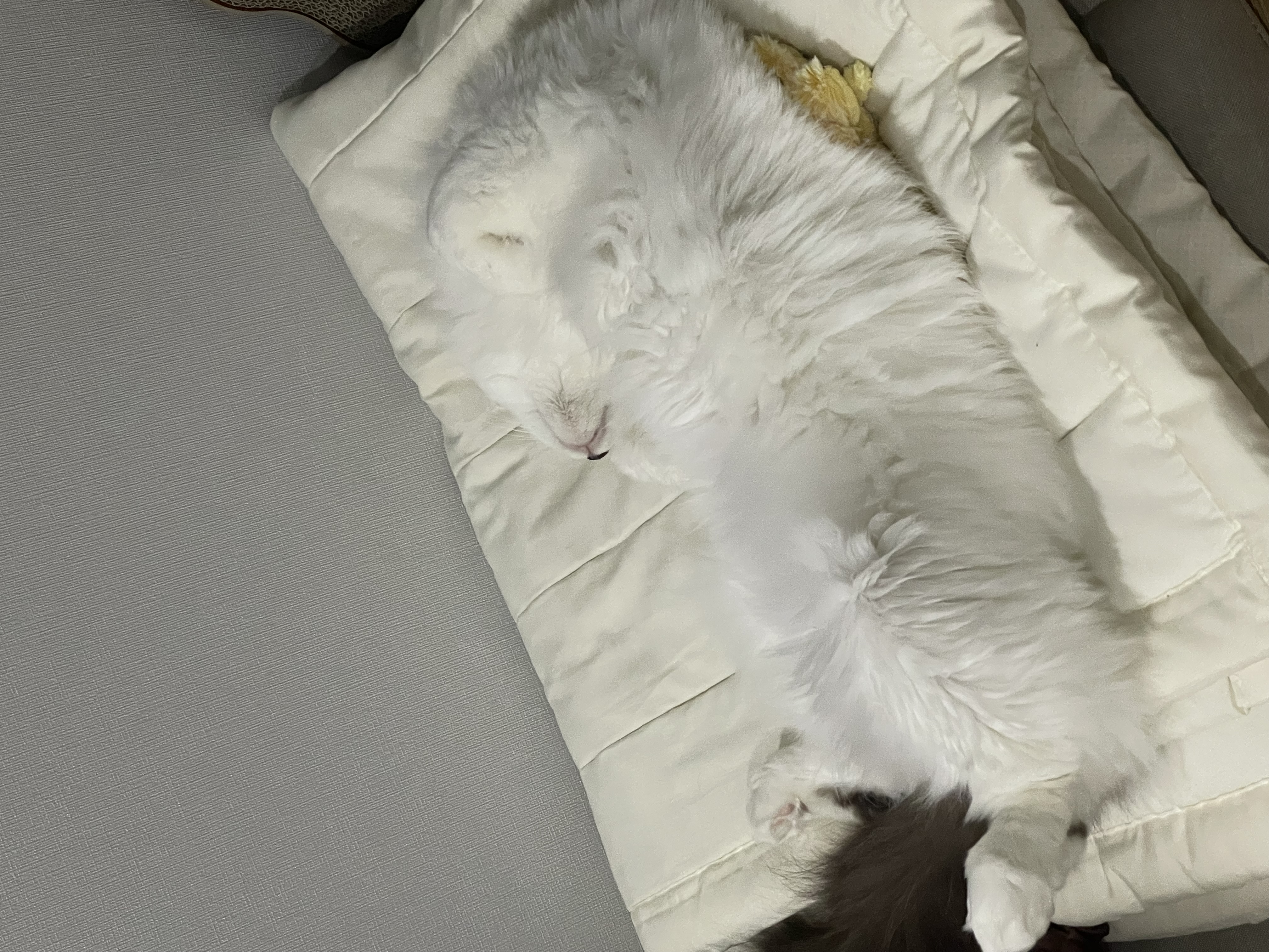 달이(썸씽이) 입양전제 임시보호 한 달 후기입니다~