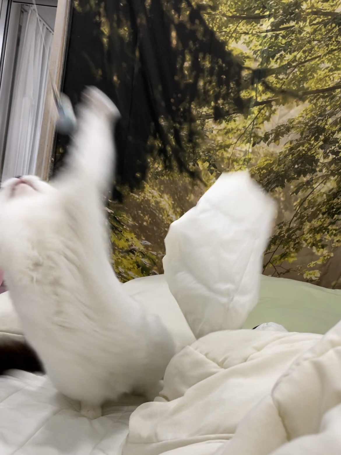 달이(썸씽이) 입양전제 임시보호 한 달 후기입니다~