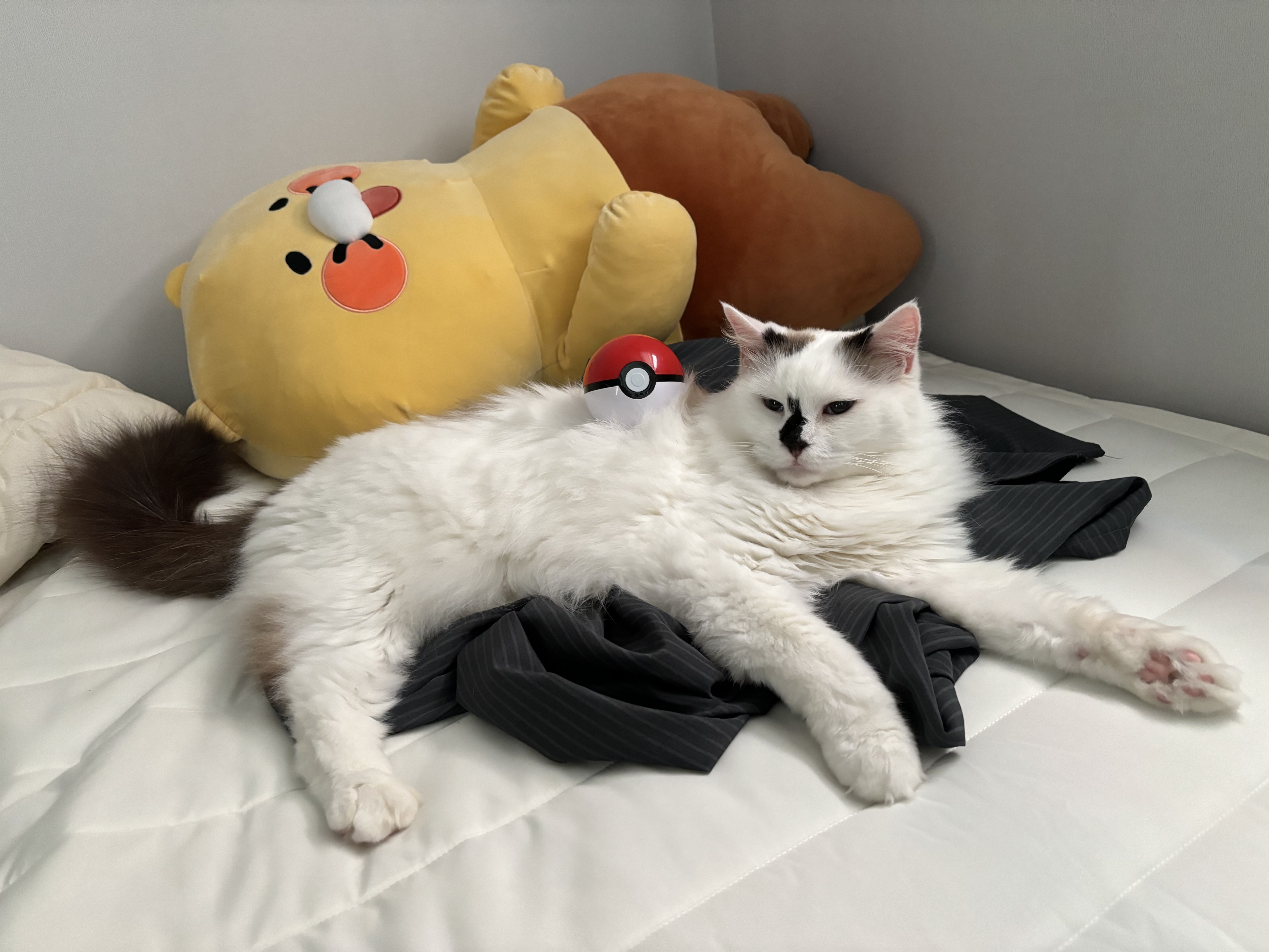 달이(썸씽이) 입양전제 임시보호 한 달 후기입니다~