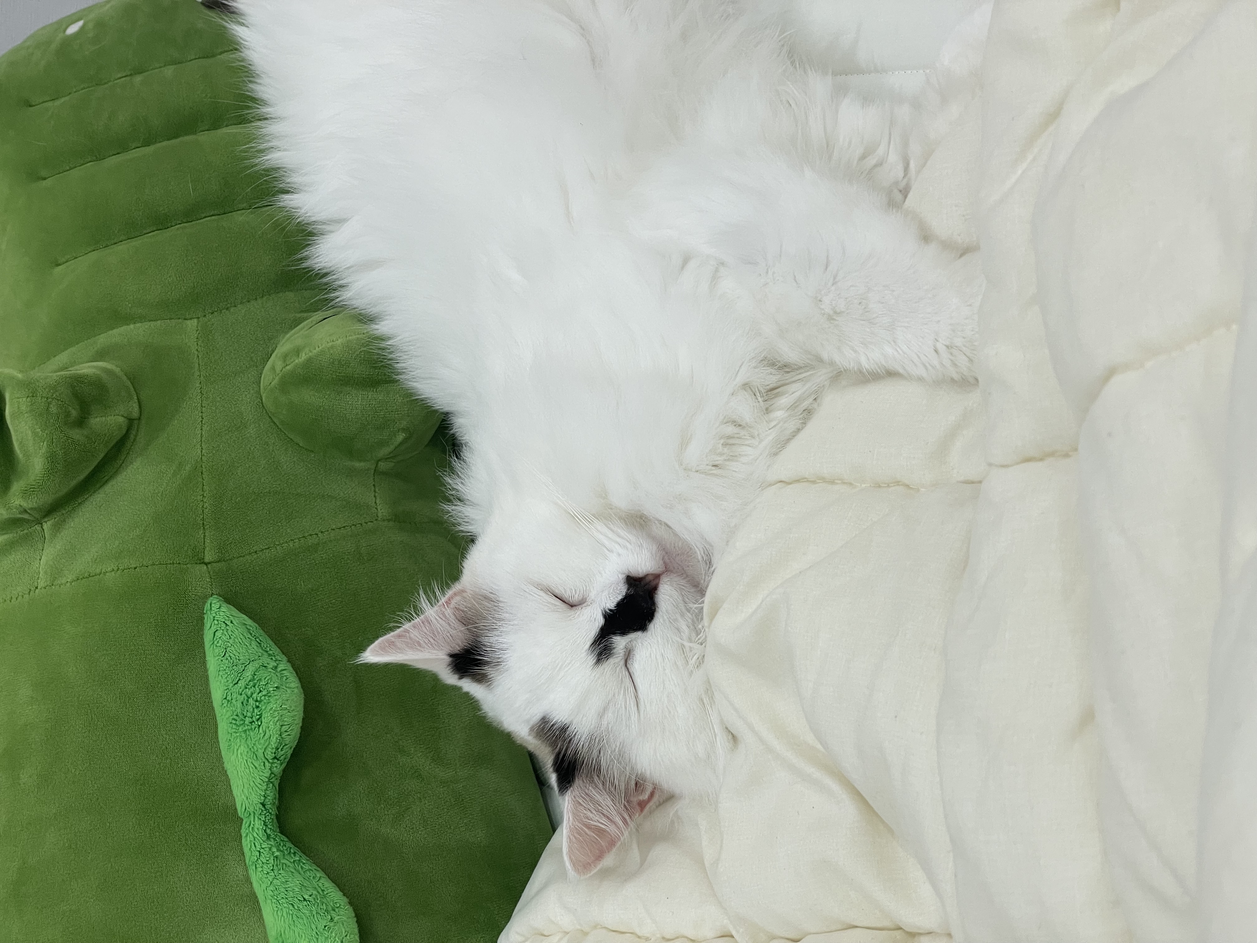 달이(썸씽이) 입양전제 임시보호 한 달 후기입니다~