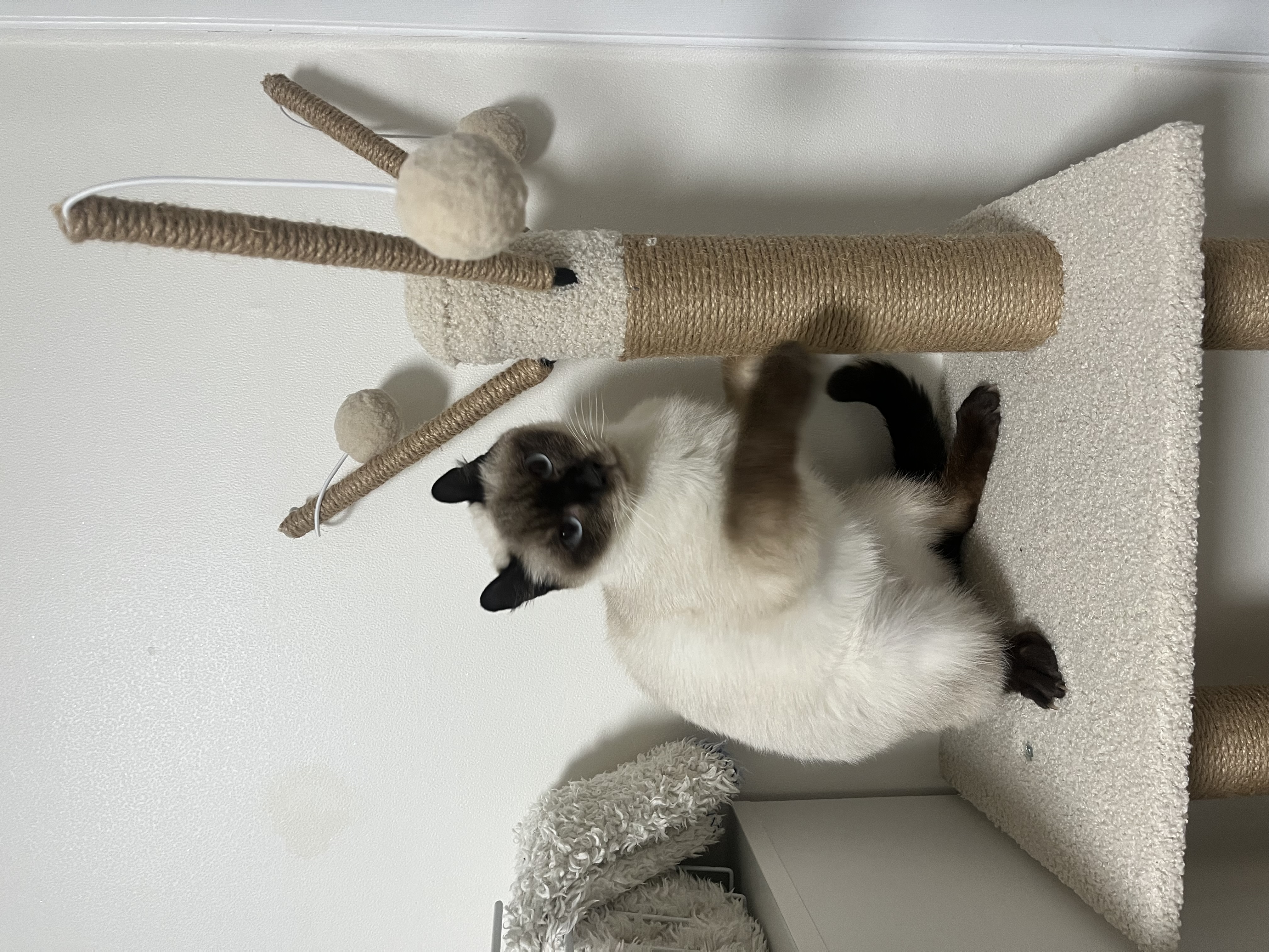 약간 늦은 숑이(샤미) 한달 임보 이야기😽