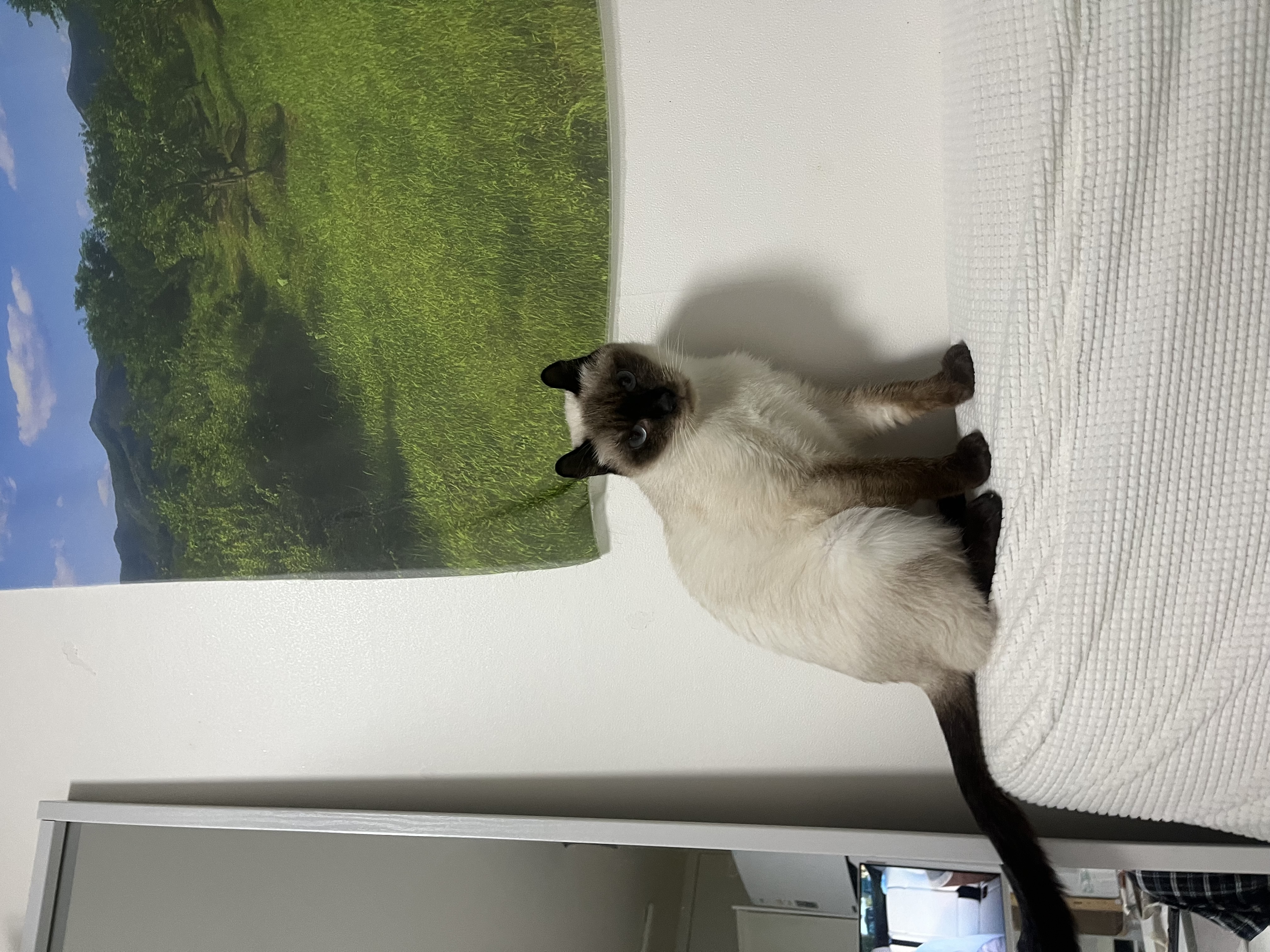 약간 늦은 숑이(샤미) 한달 임보 이야기😽