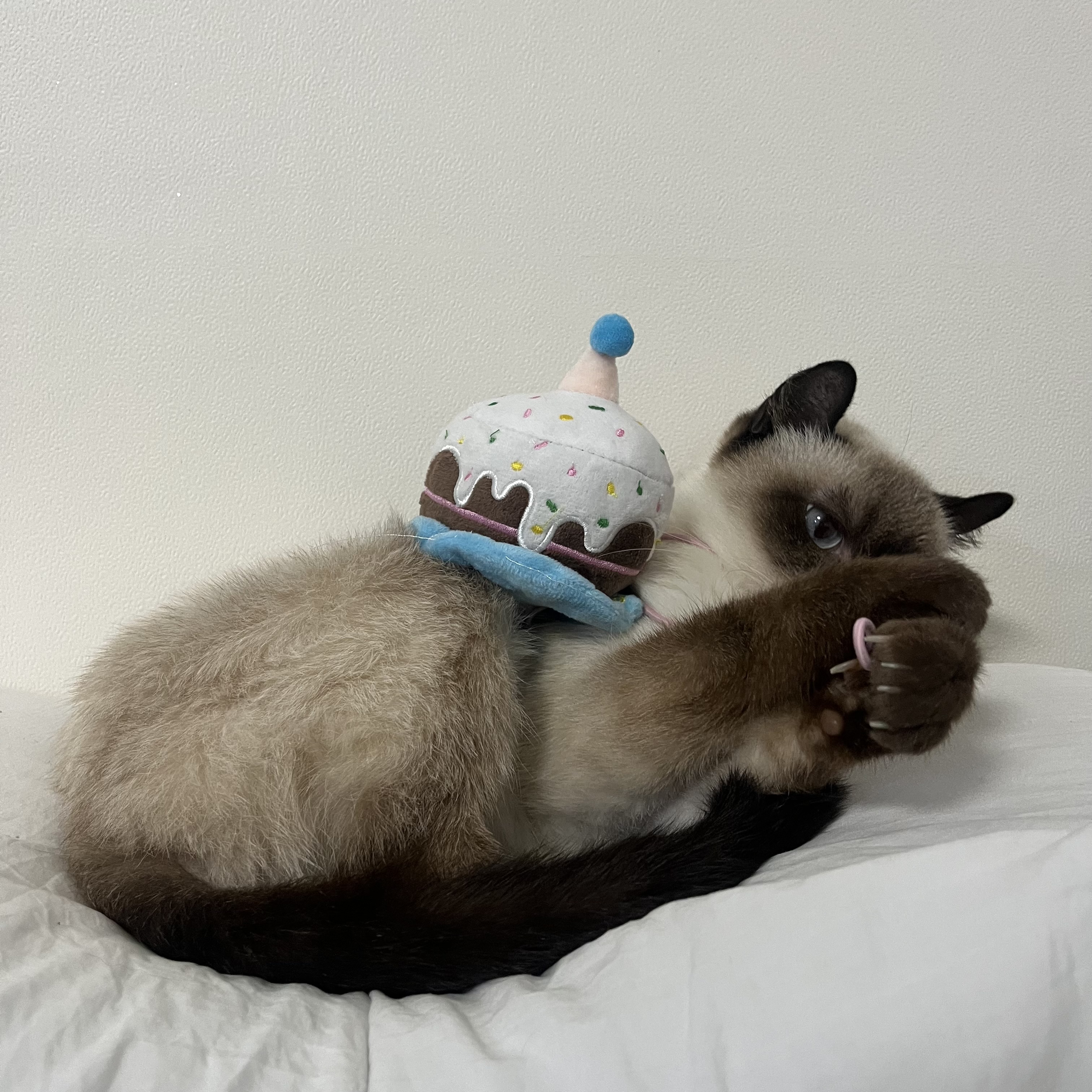 약간 늦은 숑이(샤미) 한달 임보 이야기😽