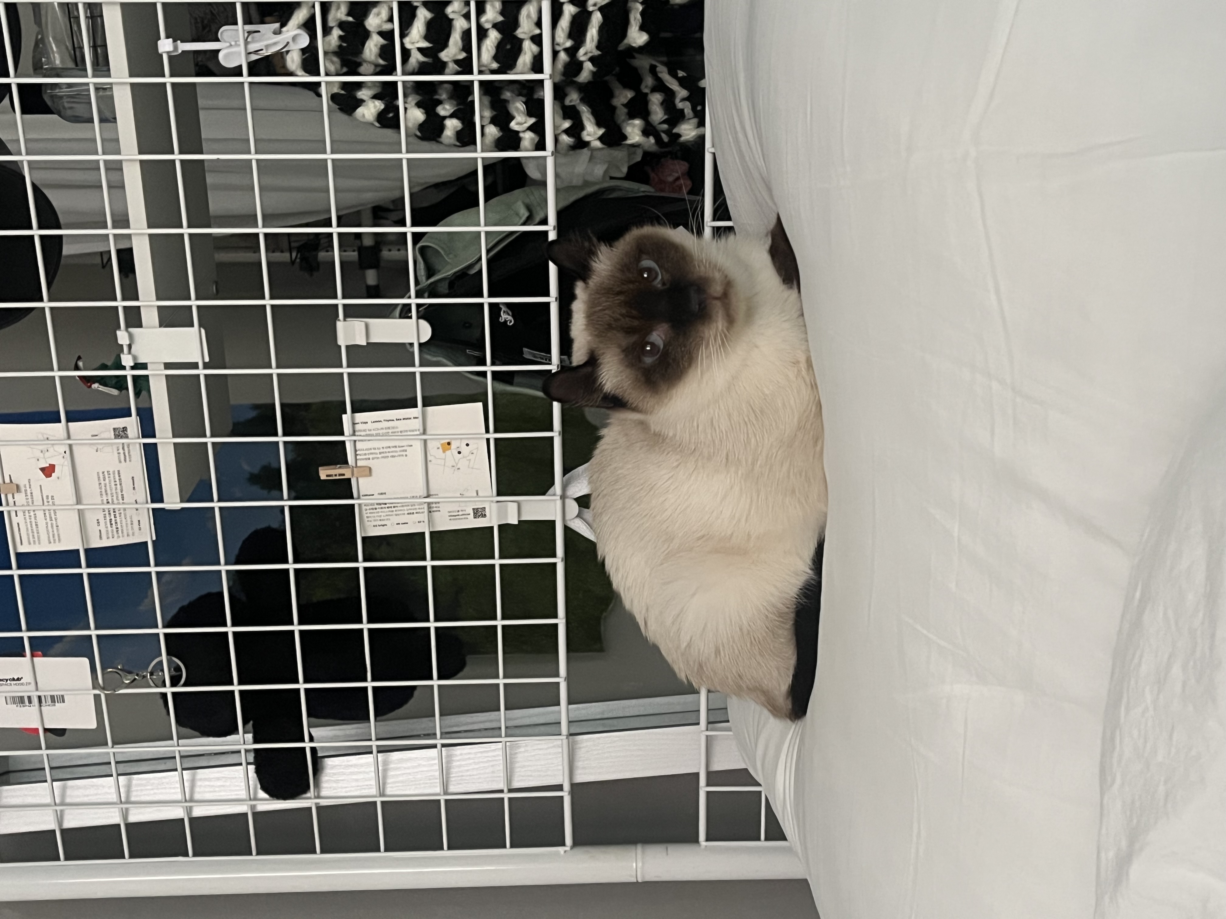 약간 늦은 숑이(샤미) 한달 임보 이야기😽