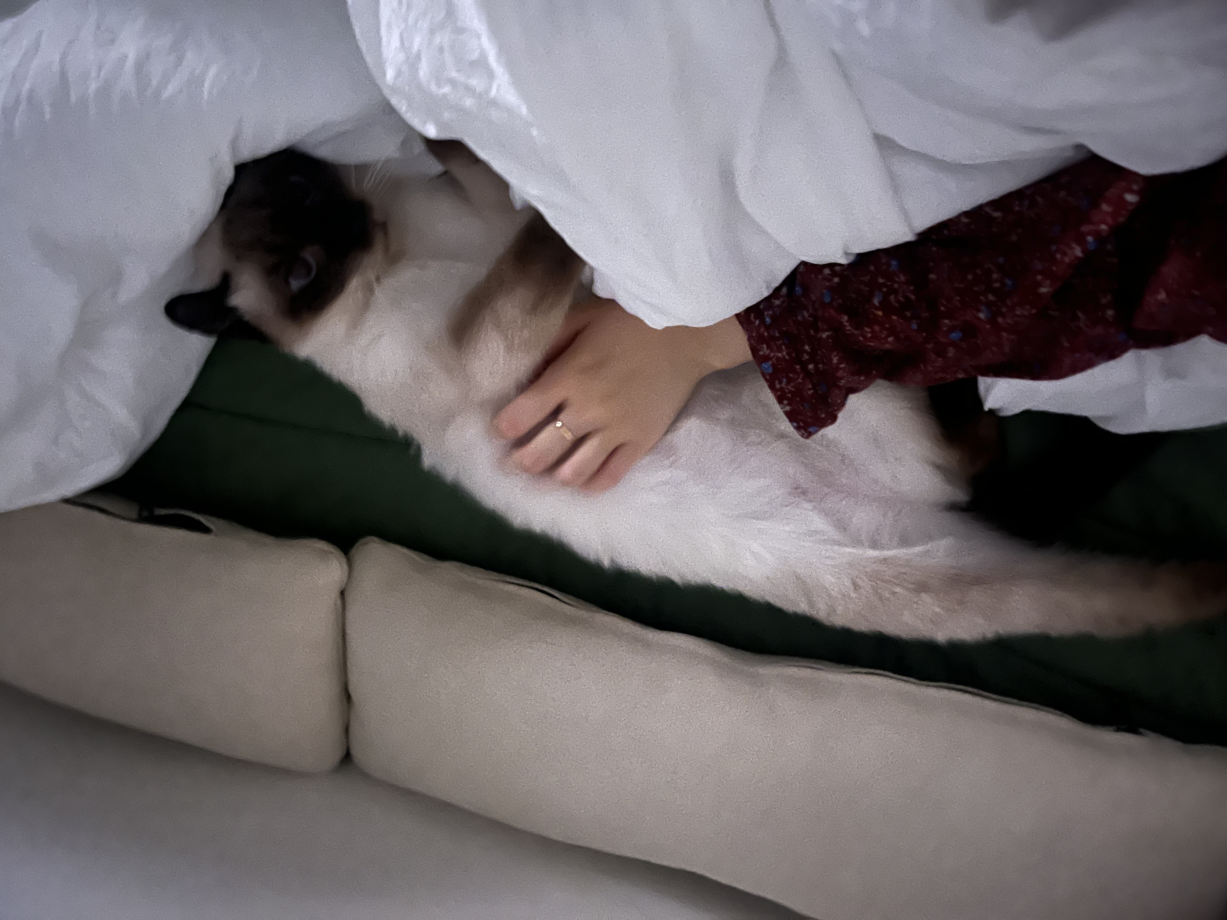 약간 늦은 숑이(샤미) 한달 임보 이야기😽