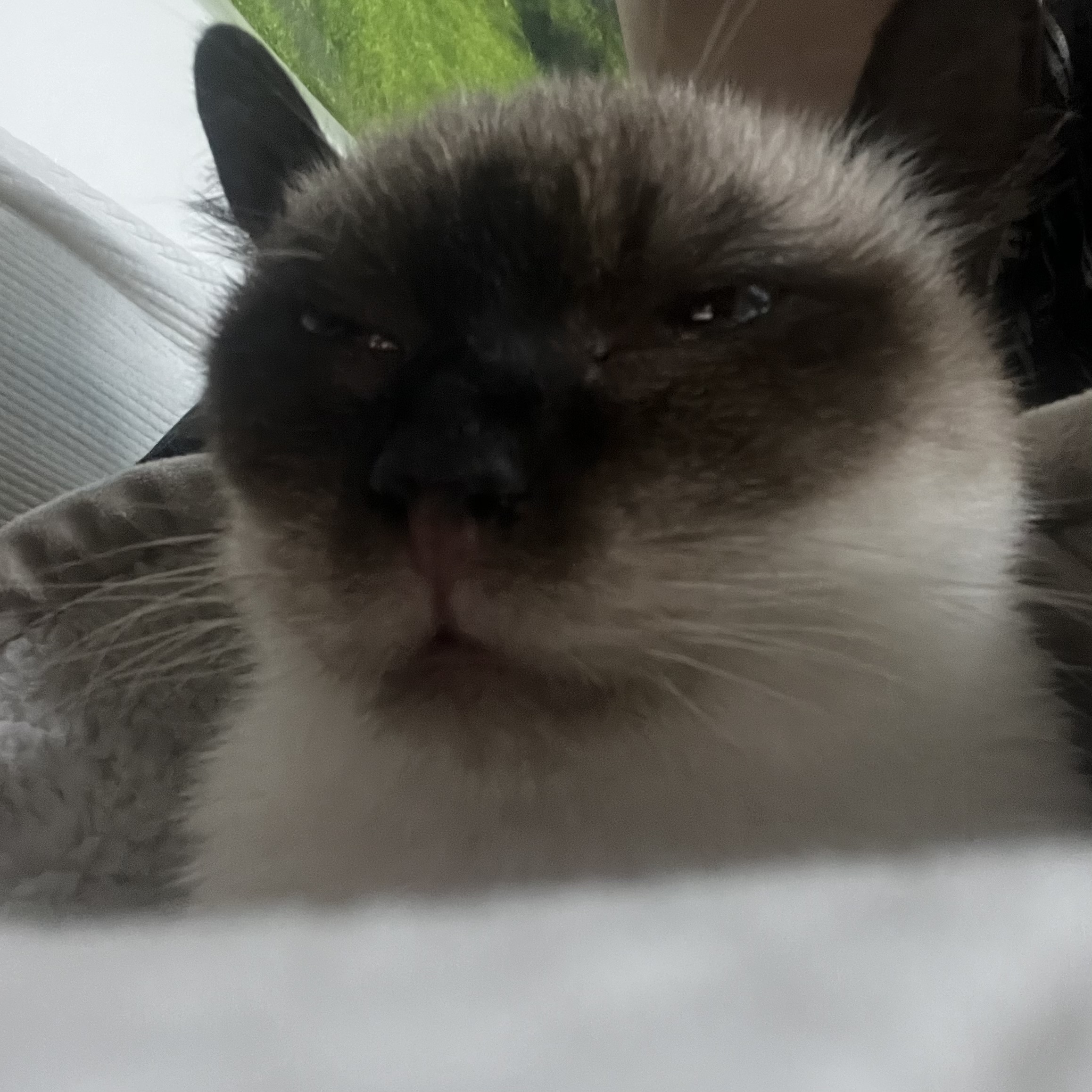 약간 늦은 숑이(샤미) 한달 임보 이야기😽