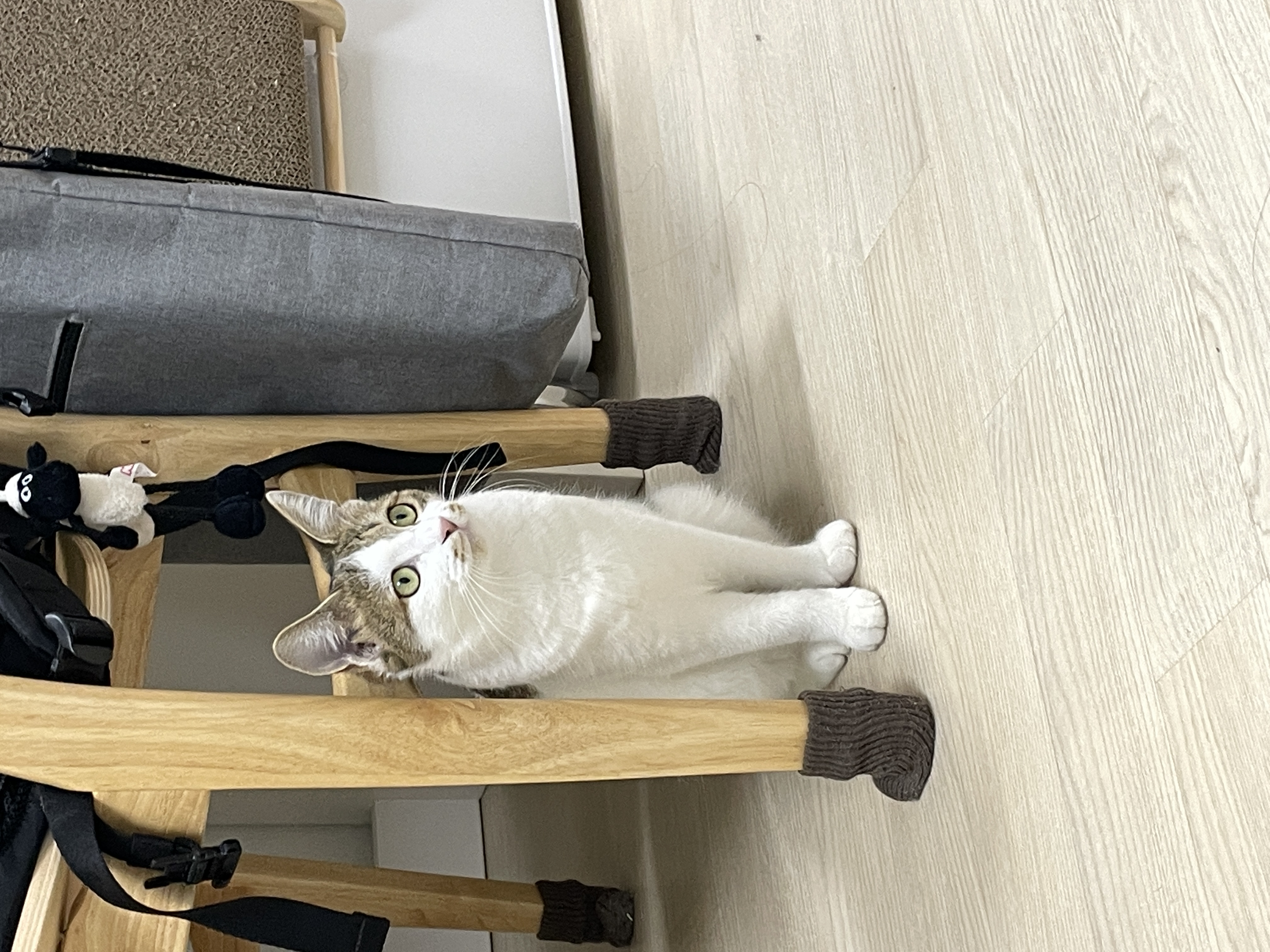 (이튼이) 로지와 1개월